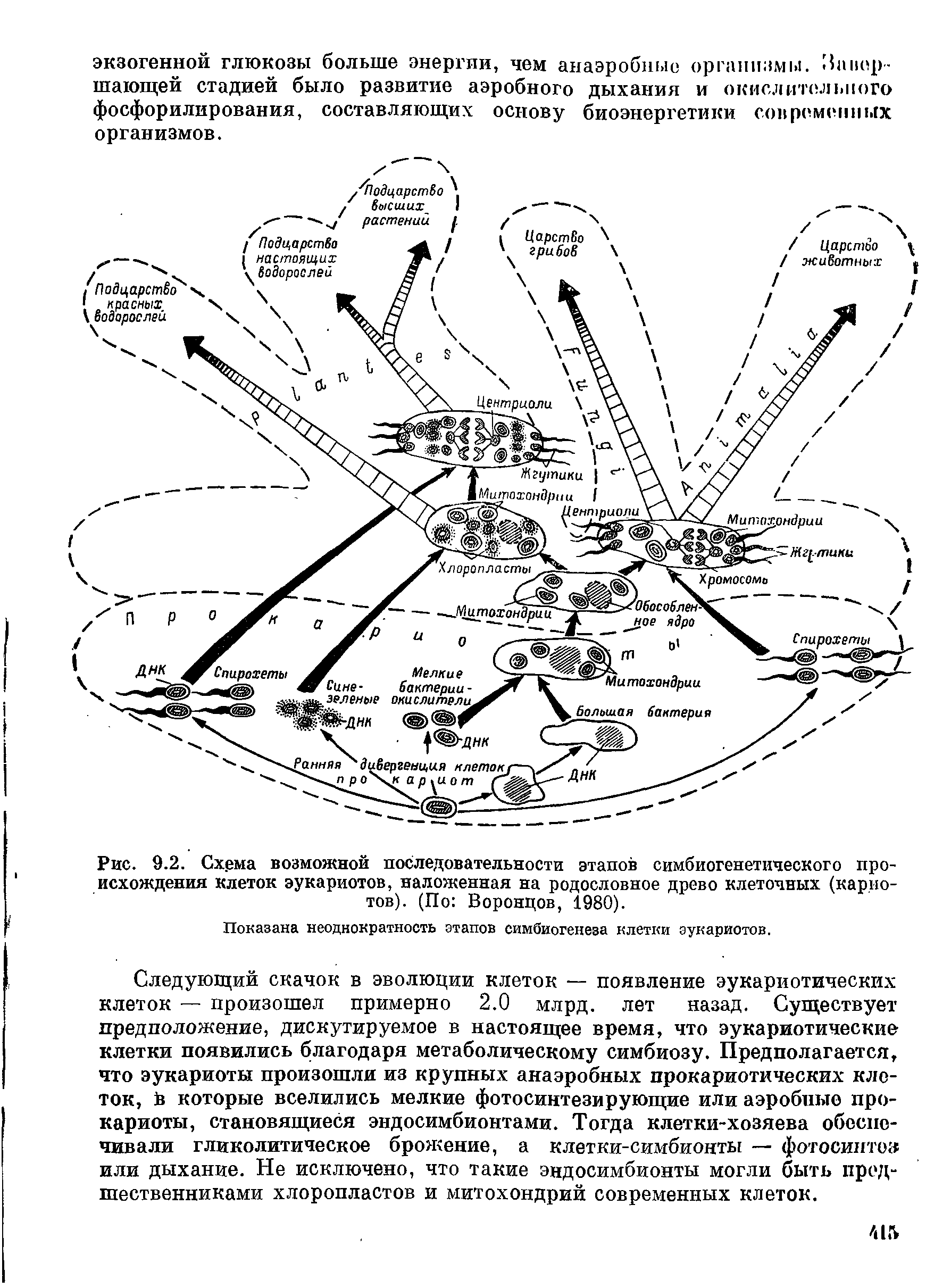 Рис. 9.2. Схема возможной последовательности этапов симбиогенетического происхождения клеток эукариотов, наложенная на родословное древо клеточных (карио-тов). (По Воронцов, 1980).