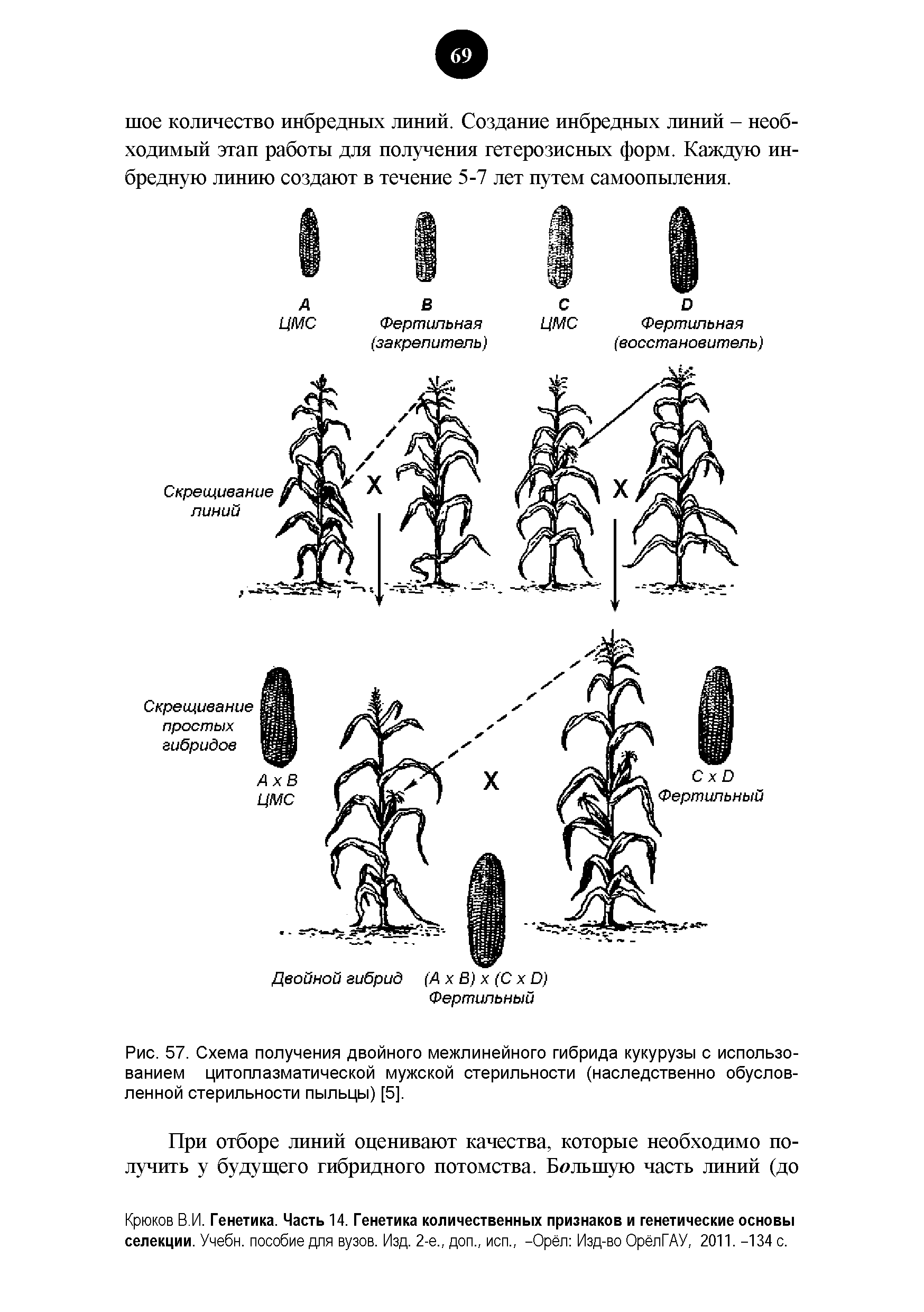 Рис. 57. Схема получения двойного межлинейного гибрида кукурузы с использованием цитоплазматической мужской стерильности (наследственно обусловленной стерильности пыльцы) [5].