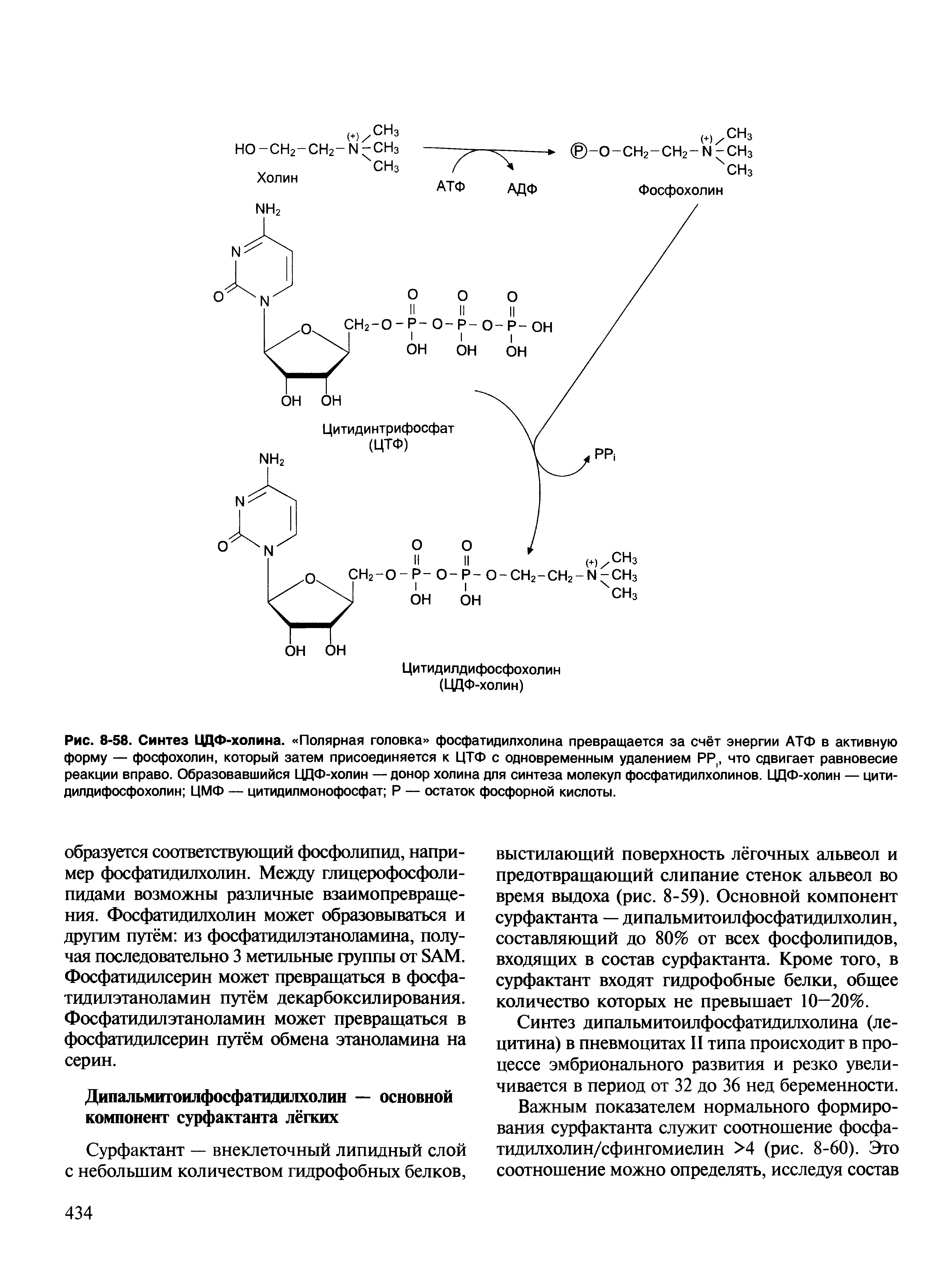 Рис. 8-58. Синтез ЦДФ-холина. Полярная головка фосфатидилхолина превращается за счёт энергии АТФ в активную форму — фосфохолин, который затем присоединяется к ЦТФ с одновременным удалением РР(, что сдвигает равновесие реакции вправо. Образовавшийся ЦДФ-холин — донор холина для синтеза молекул фосфатидилхолинов. ЦДФ-холин — цитидилдифосфохолин ЦМФ — цитидилмонофосфат Р — остаток фосфорной кислоты.