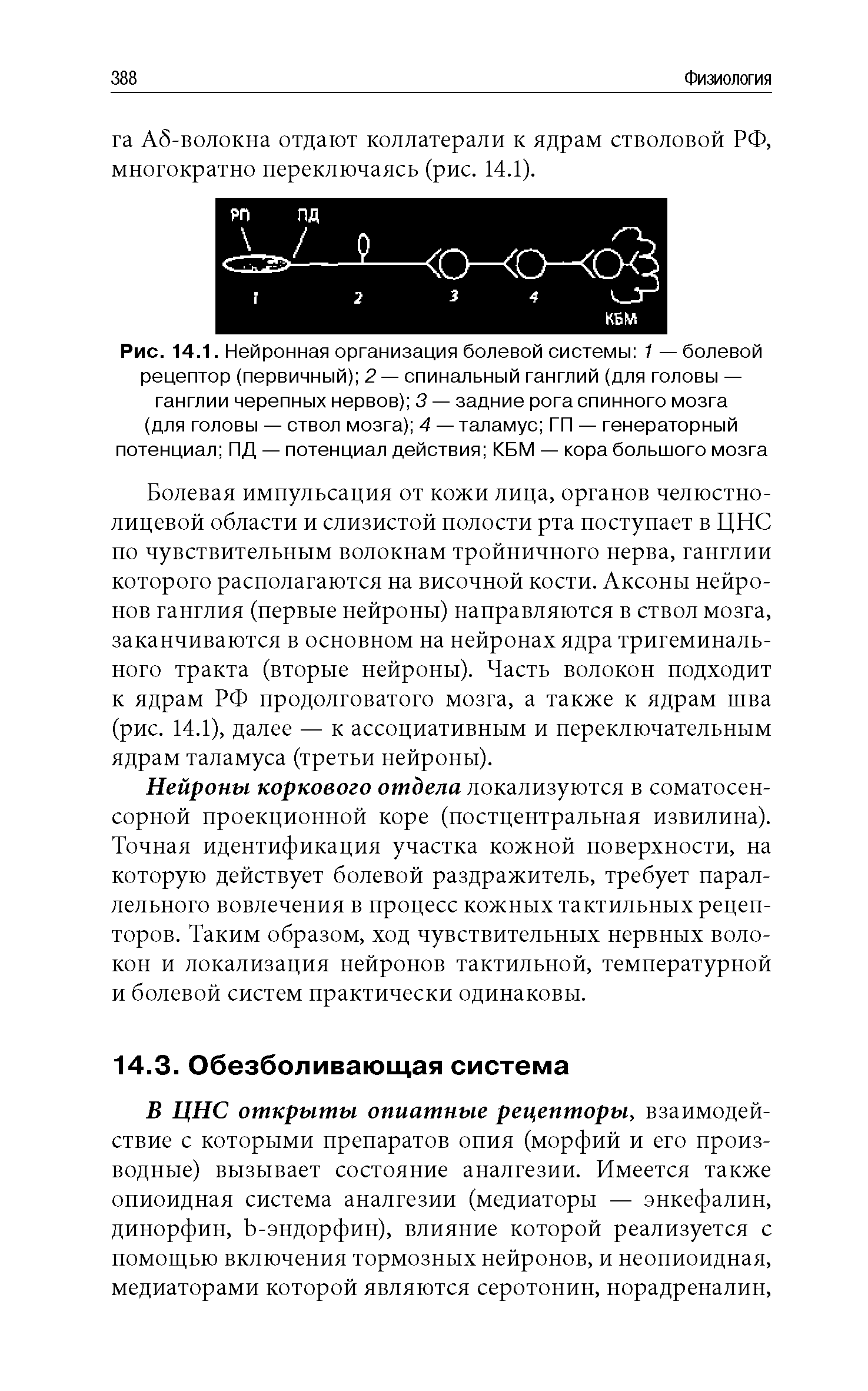 Рис. 14.1. Нейронная организация болевой системы 1 — болевой рецептор (первичный) 2 — спинальный ганглий (для головы — ганглии черепных нервов) 3 — задние рога спинного мозга (для головы — ствол мозга) 4 — таламус ГП — генераторный потенциал ПД — потенциал действия КБМ — кора большого мозга...