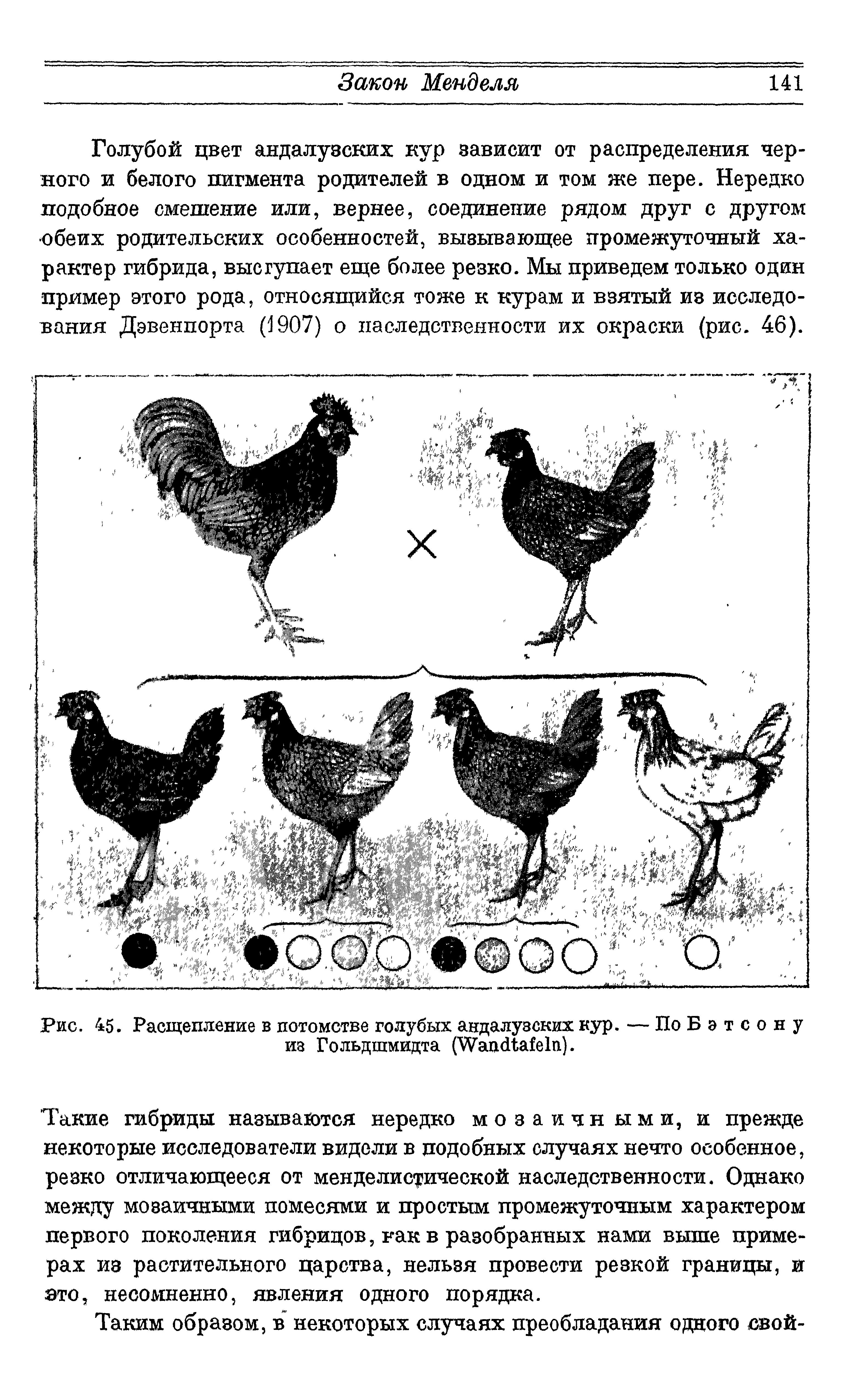 Рис. 45. Расщепление в потомстве голубых андалузских кур. — По Бэтсону из Гольдшмидта (W ).