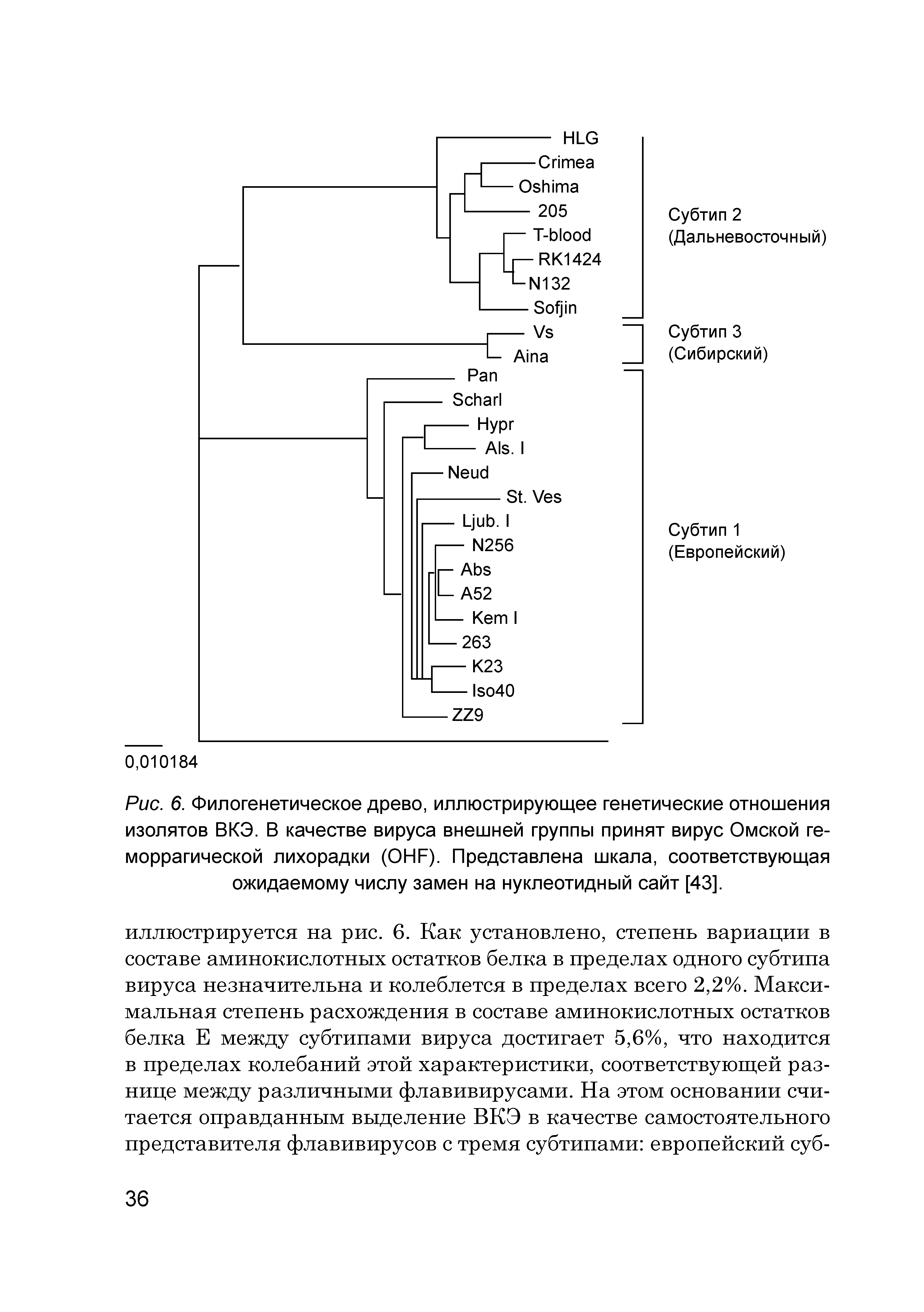 Рис. 6. Филогенетическое древо, иллюстрирующее генетические отношения изолятов ВКЭ. В качестве вируса внешней группы принят вирус Омской геморрагической лихорадки (ОНГ). Представлена шкала, соответствующая ожидаемому числу замен на нуклеотидный сайт [43].
