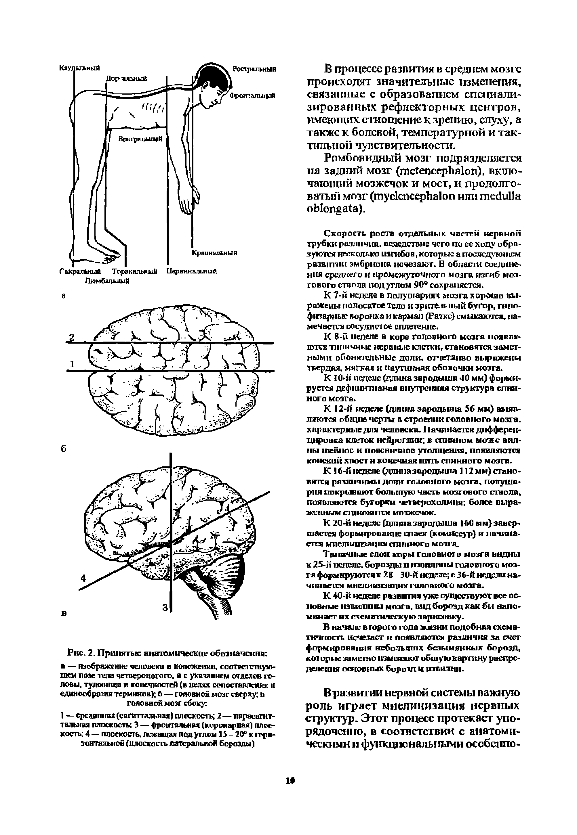 Рис. 2. Принятые анатомические обозначения а — изображение человека в положении, соответствующем иоэе тела четвероногого, я с указанием отделов головы, туловища и конечностей (в целях сопоставления и единообразия терминов) б — головной мозг сверху в — головной мозг сбоку ...