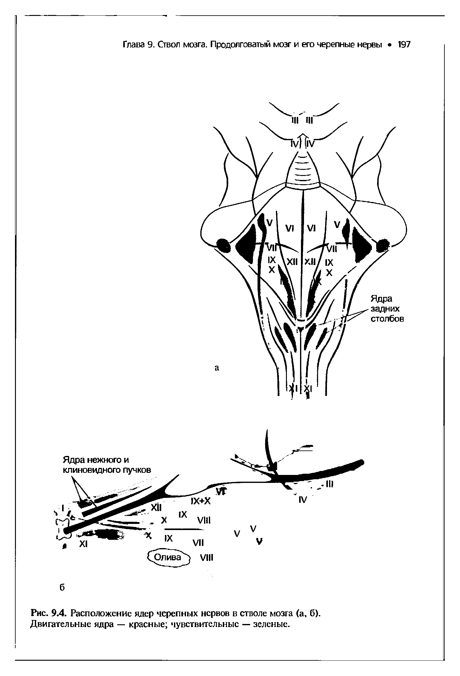 Рис. 9.4. Расположение ядер черепных нервов в стволе мозга (а, б). Двигательные ядра — красные чувствительные — зеленые.