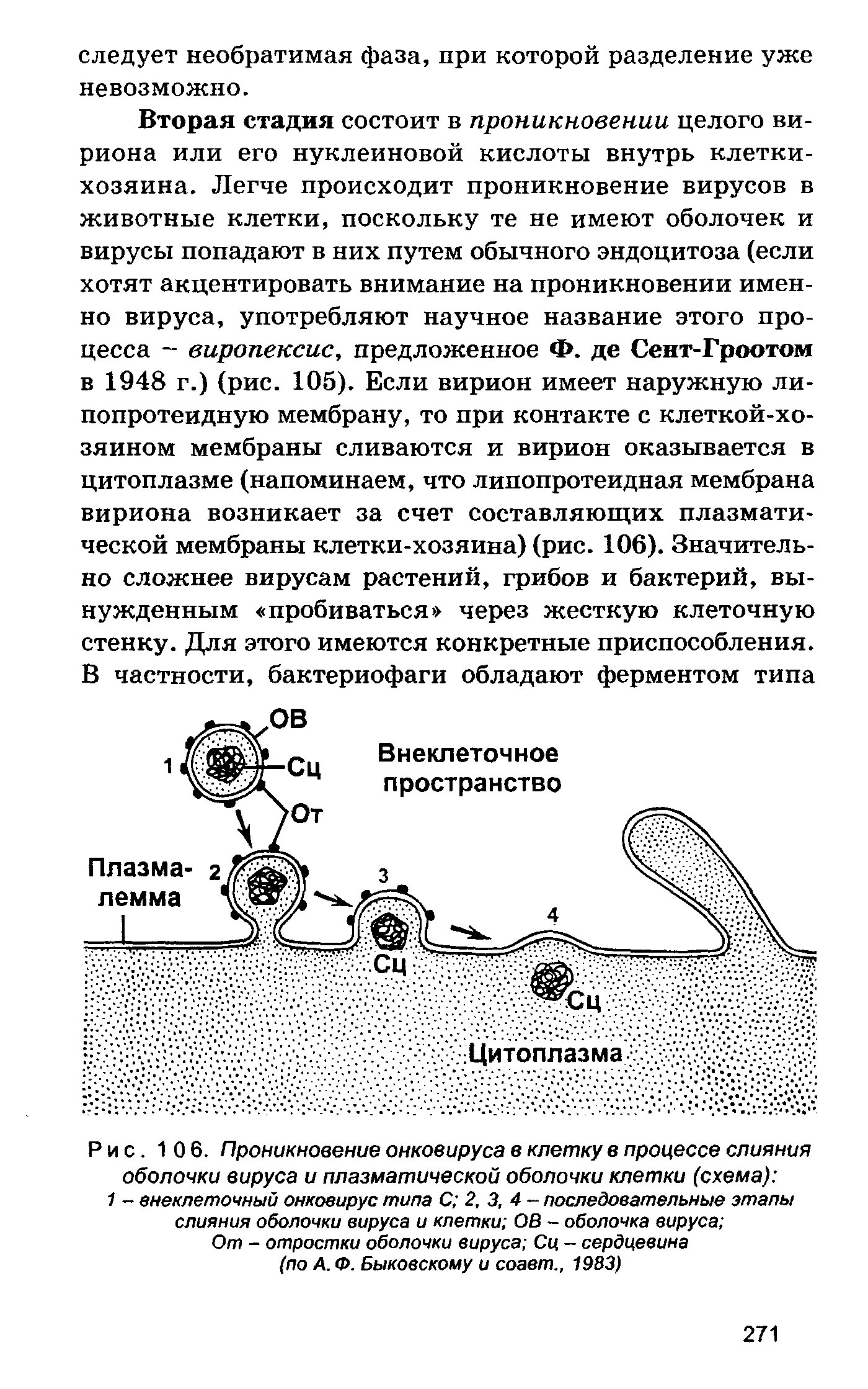 Рис. 106. Проникновение онковируса в клетку в процессе слияния оболочки вируса и плазматической оболочки клетки (схема) 1 - внеклеточный онковирус типа С 2, 3, 4- последовательные этапы слияния оболочки вируса и клетки ОВ - оболочка вируса ...