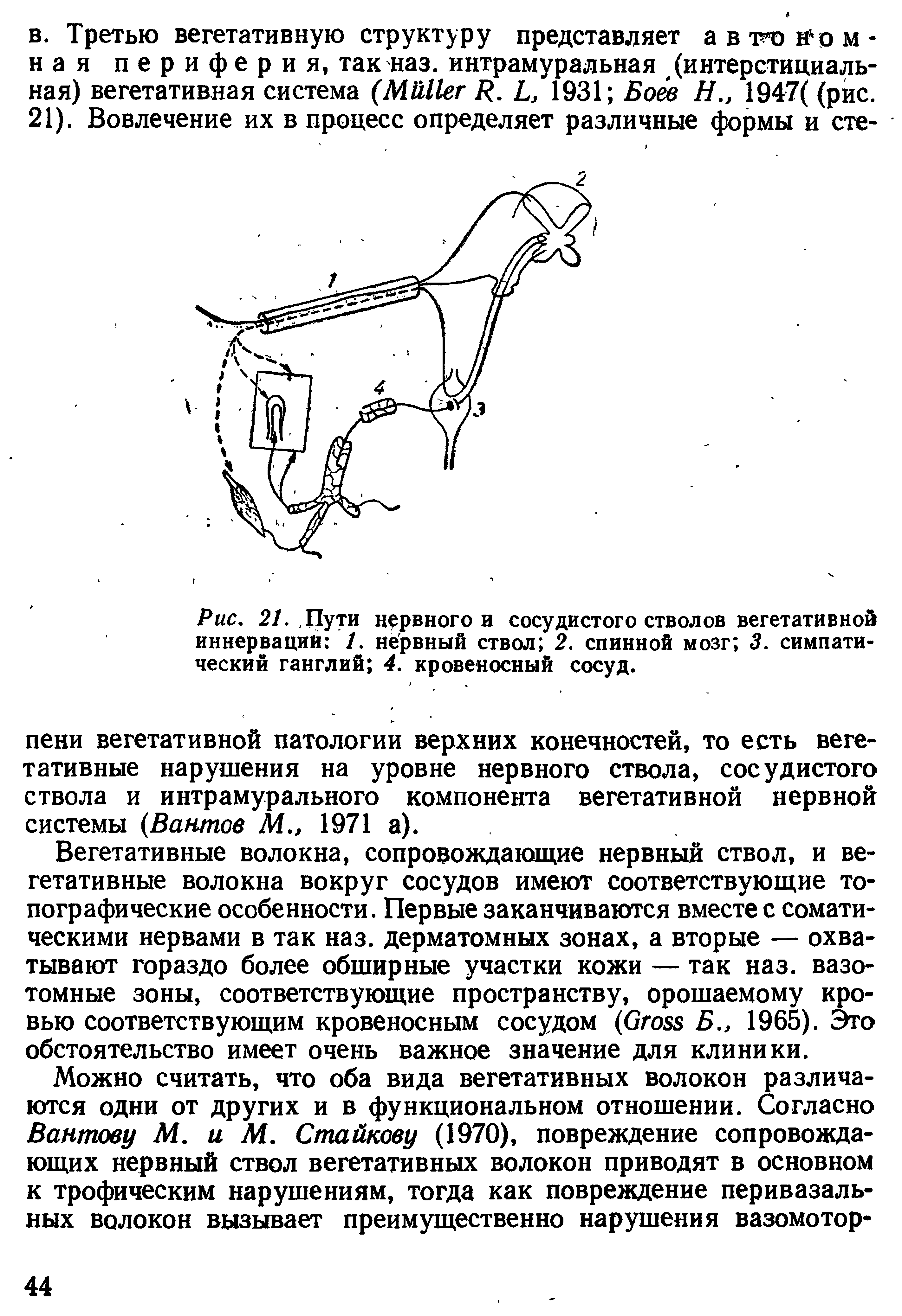 Рис. 21. Пути нервного и сосудистого стволов вегетативной иннерваций 1. нервный ствол 2. спинной мозг 3. симпатический ганглий 4. кровеносный сосуд.