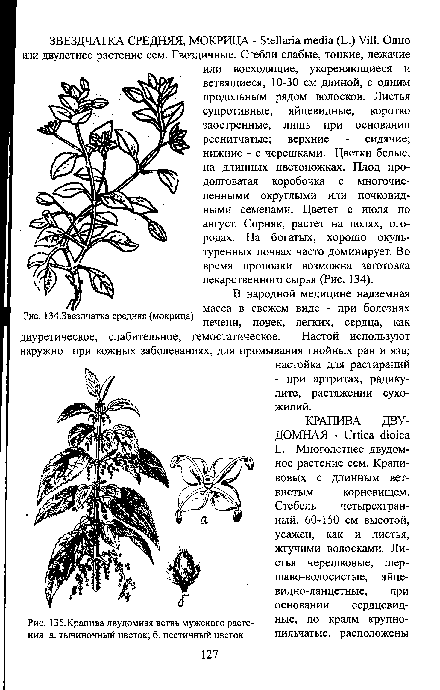 Рис. 135.Крапива двудомная ветвь мужского растения а. тычиночный цветок б. пестичный цветок...