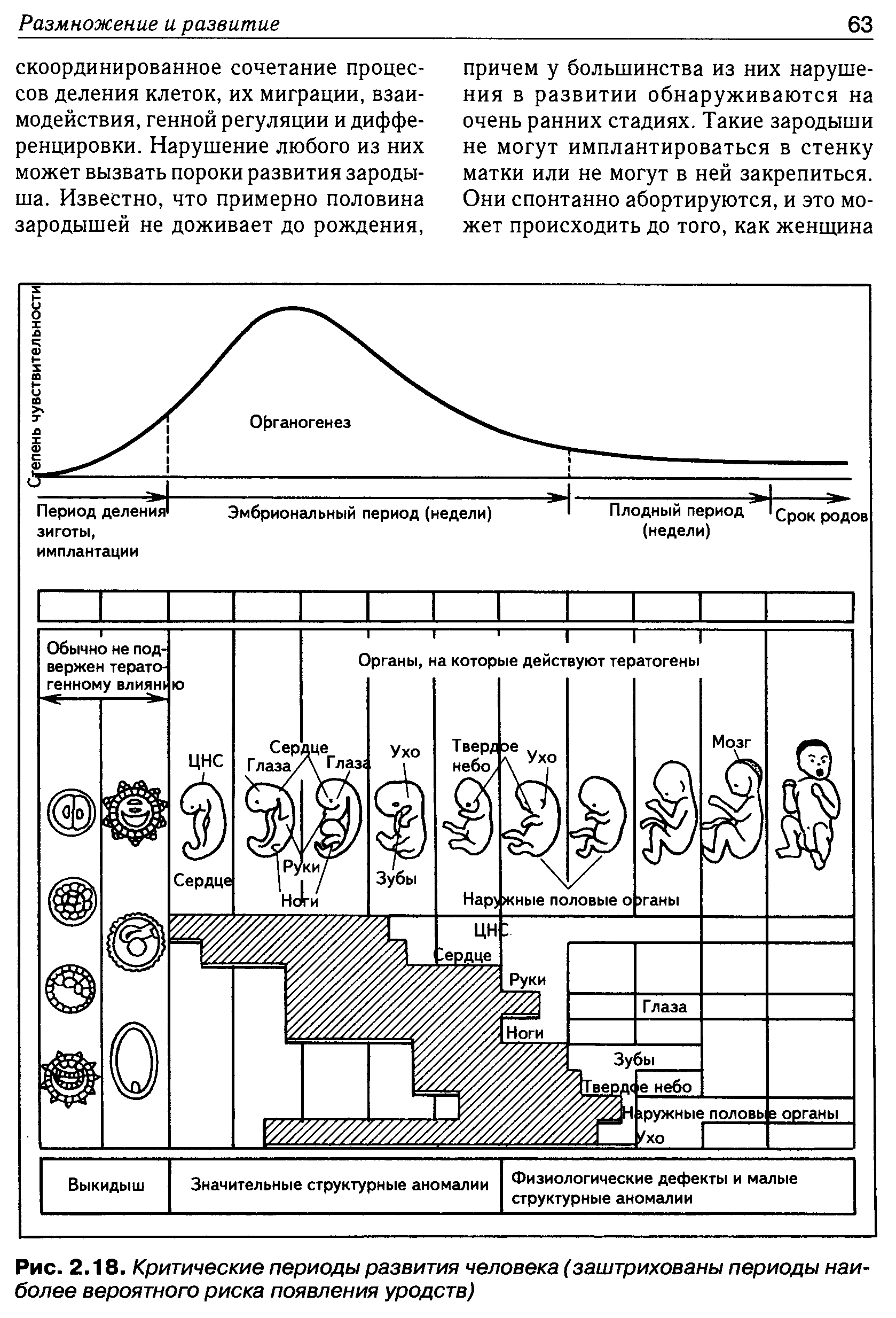 Рис. 2.18. Критические периоды развития человека (заштрихованы периоды наиболее вероятного риска появления уродств)...