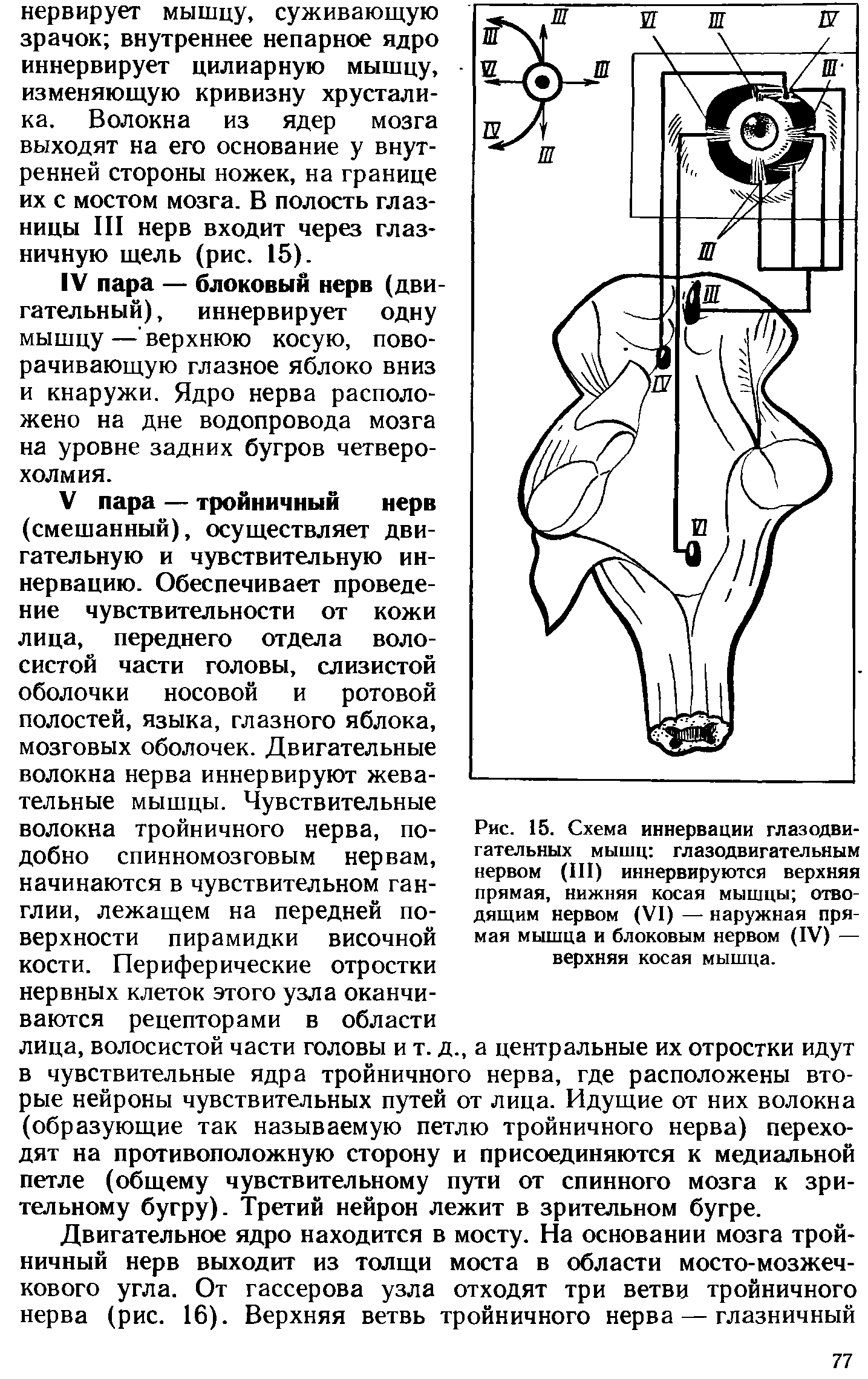 Рис. 15. Схема иннервации глазодвигательных мышц глазодвигательным нервом (Ш) иннервируются верхняя прямая, нижняя косая мышцы отводящим нервом (VI) — наружная прямая мышца и блоковым нервом (IV) — верхняя косая мышца.