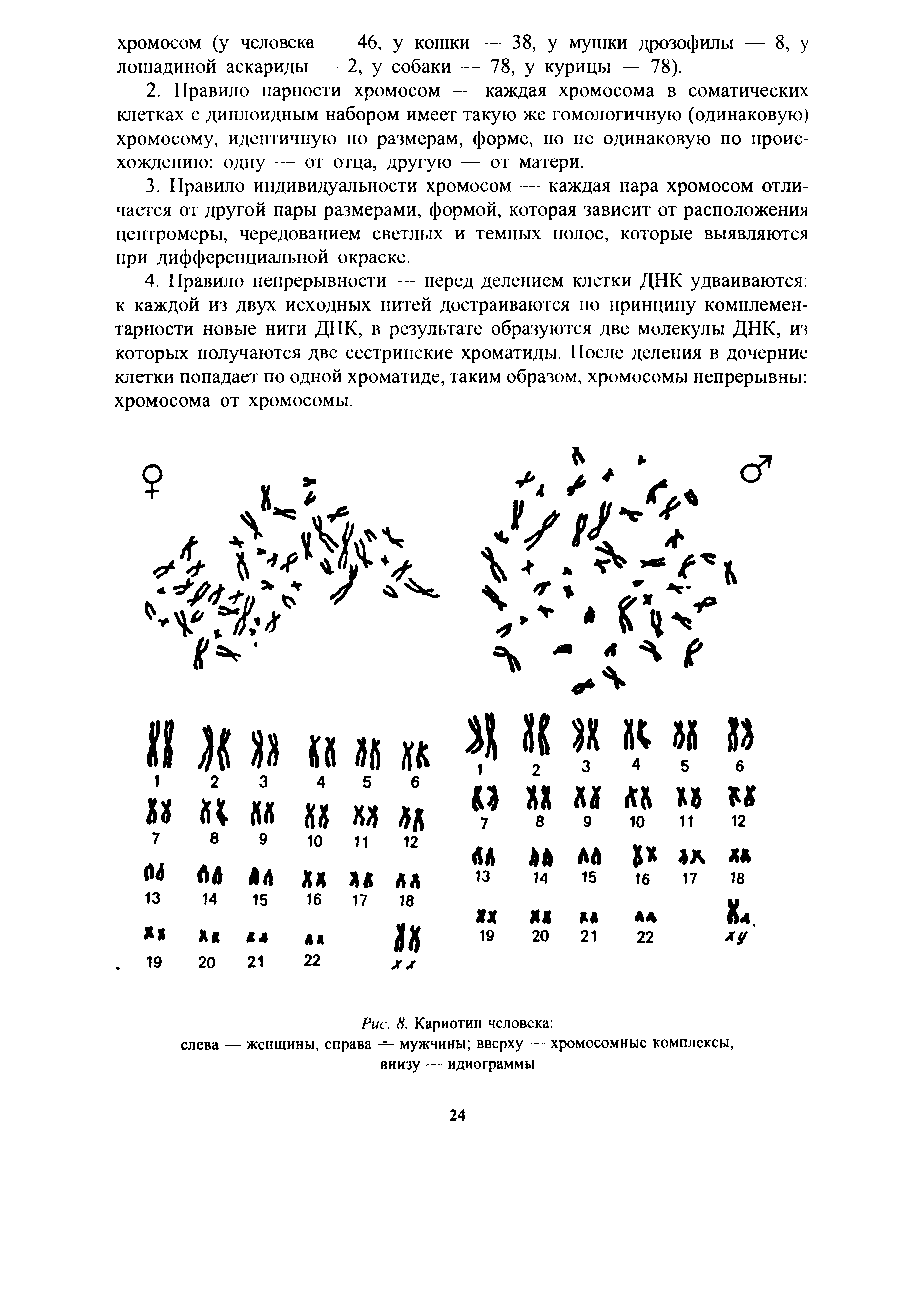 Рис. 8. Кариотип человека слева — женщины, справа — мужчины вверху — хромосомные комплексы, внизу — идиограммы...