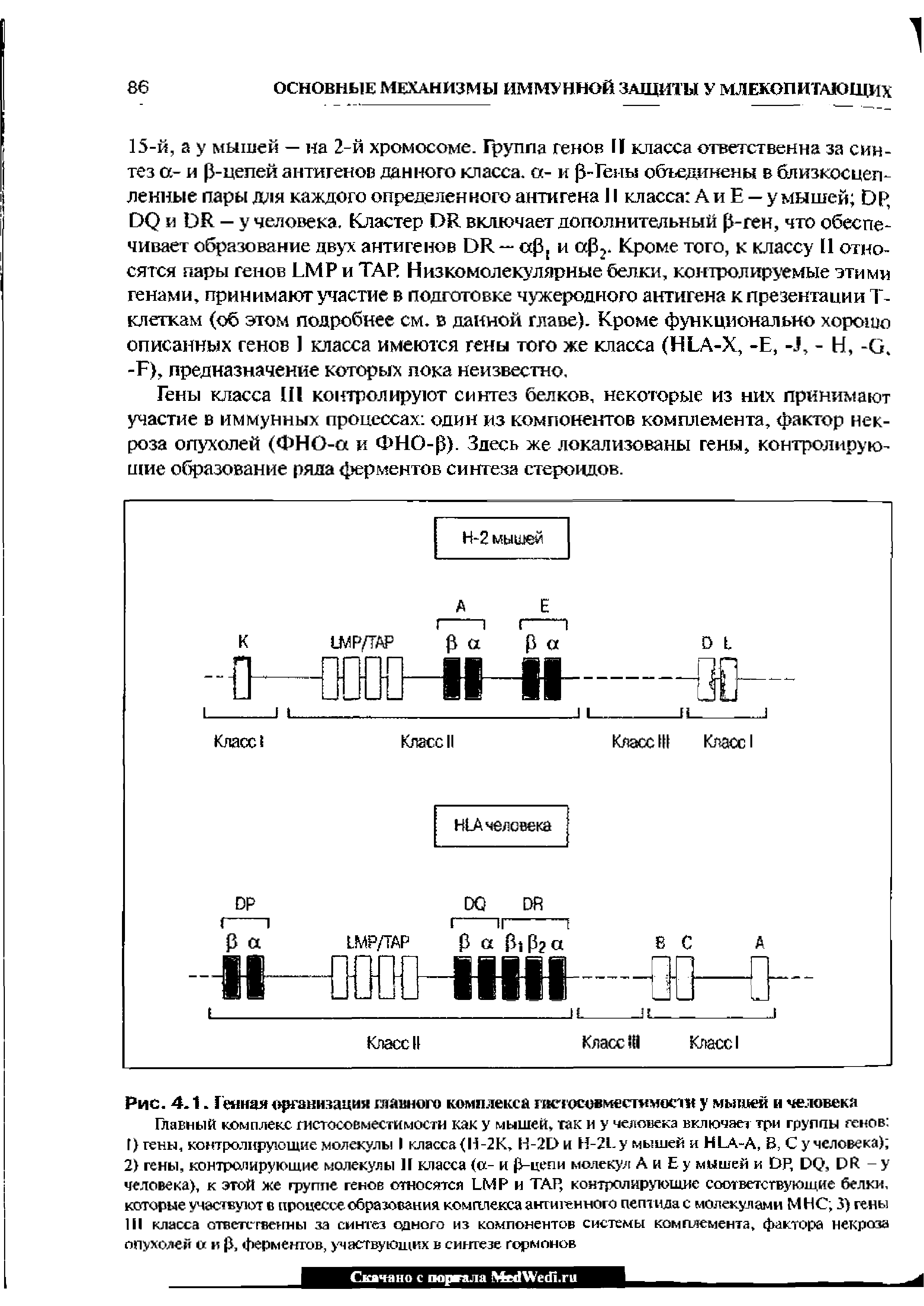 Рис. 4.1. Генная организация главного комплекса гистосовместимости у мышеи и человека...