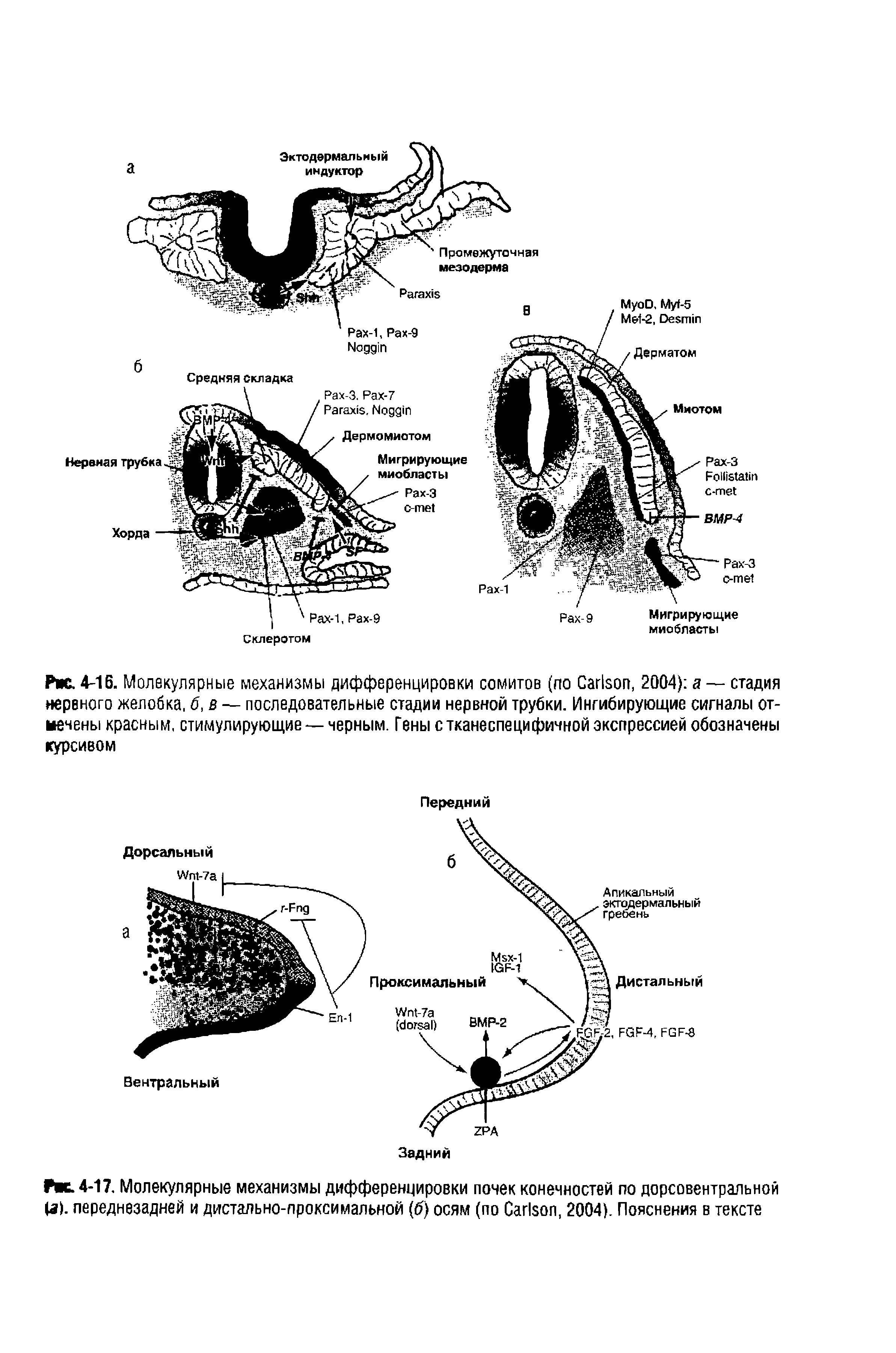 Рис. 4-16. Молекулярные механизмы дифференцировки сомитов (по C , 2004) а — стадия нервного желобка, б, в — последовательные стадии нервной трубки. Ингибирующие сигналы отвечены красным, стимулирующие — черным. Гены с тканеспецифичной экспрессией обозначены курсивом...