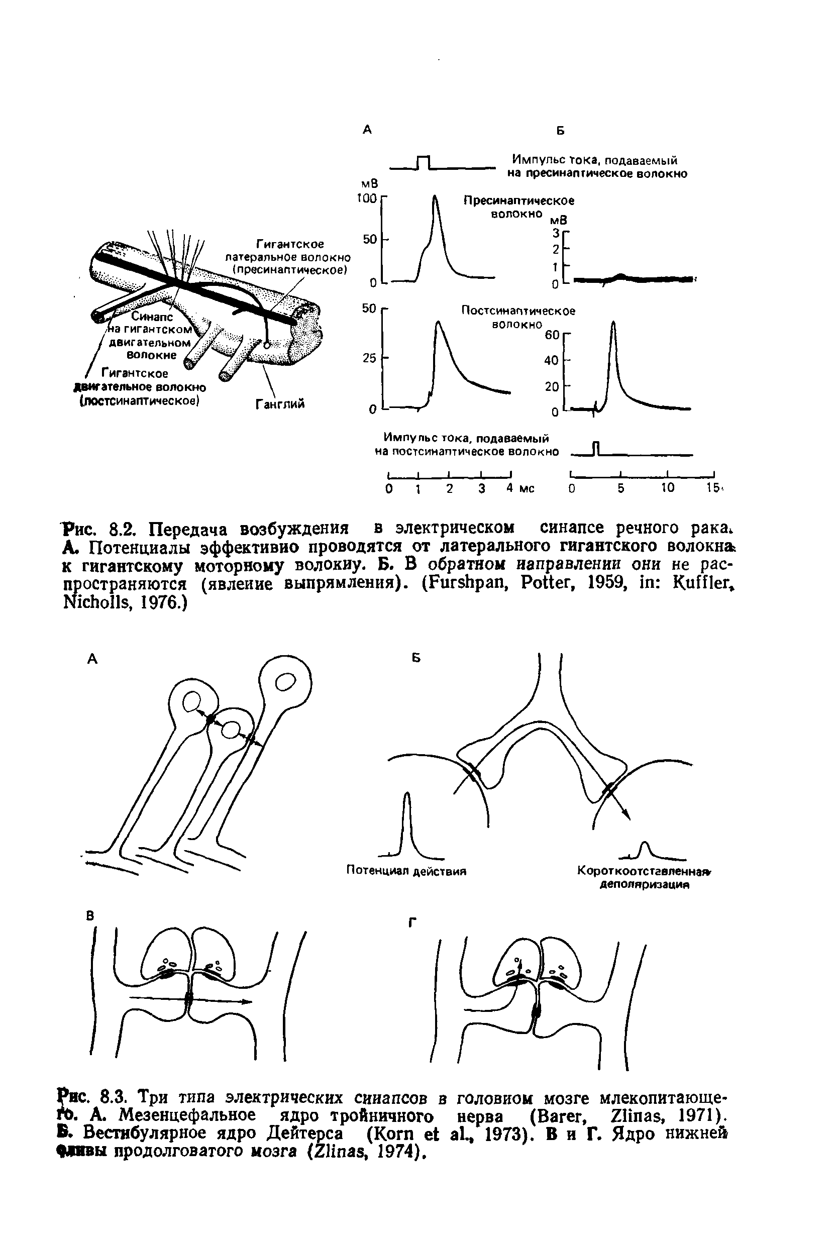 Рис. 8.2. Передача возбуждения в электрическом синапсе речного рака. А. Потенциалы эффективно проводятся от латерального гигантского волокна к гигантскому моторному волокну. Б. В обратном направлении они не распространяются (явление выпрямления). (F , P , 1959, H , N , 1976.)...