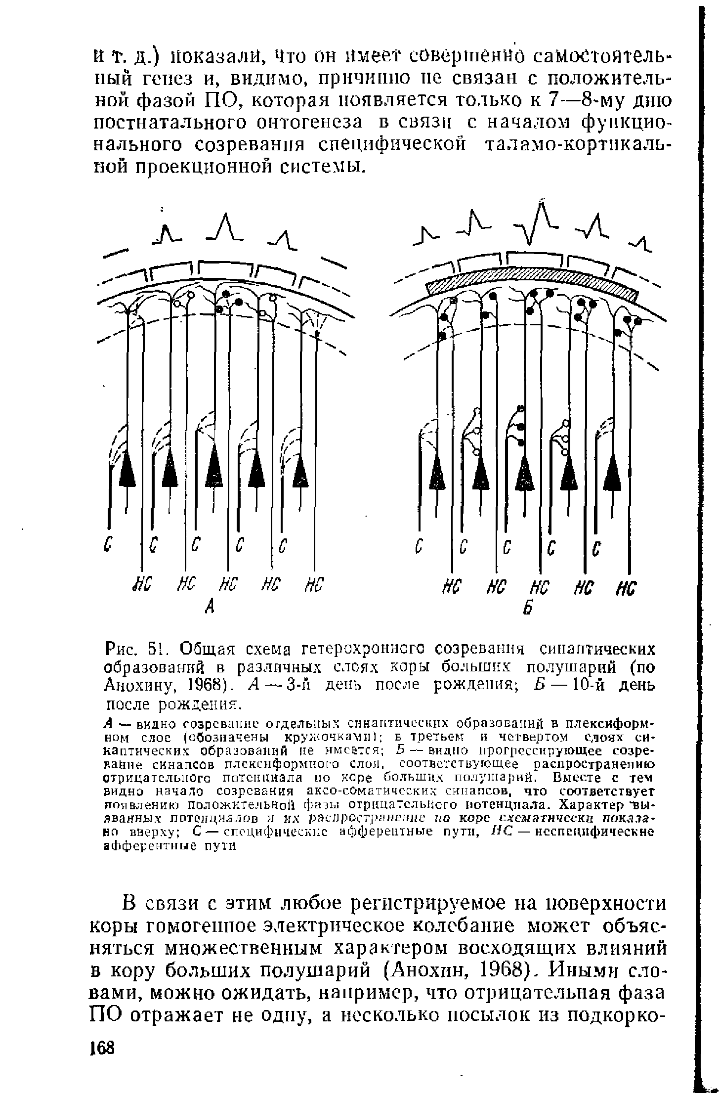 Рис. 51. Общая схема гетерохрониого созревания синаптических образований в различных слоях коры больших полушарий (по Анохину, 1968). А — 3-й день после рождения 5 — 10-й день после рождения.