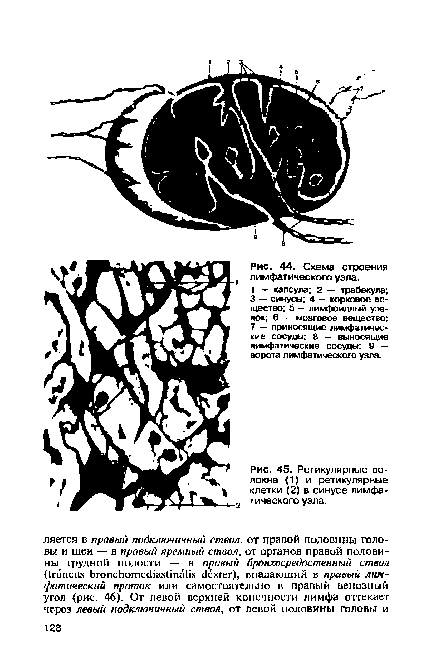 Рис. 45. Ретикулярные волокна (1) и ретикулярные клетки (2) в синусе лимфатического узла.