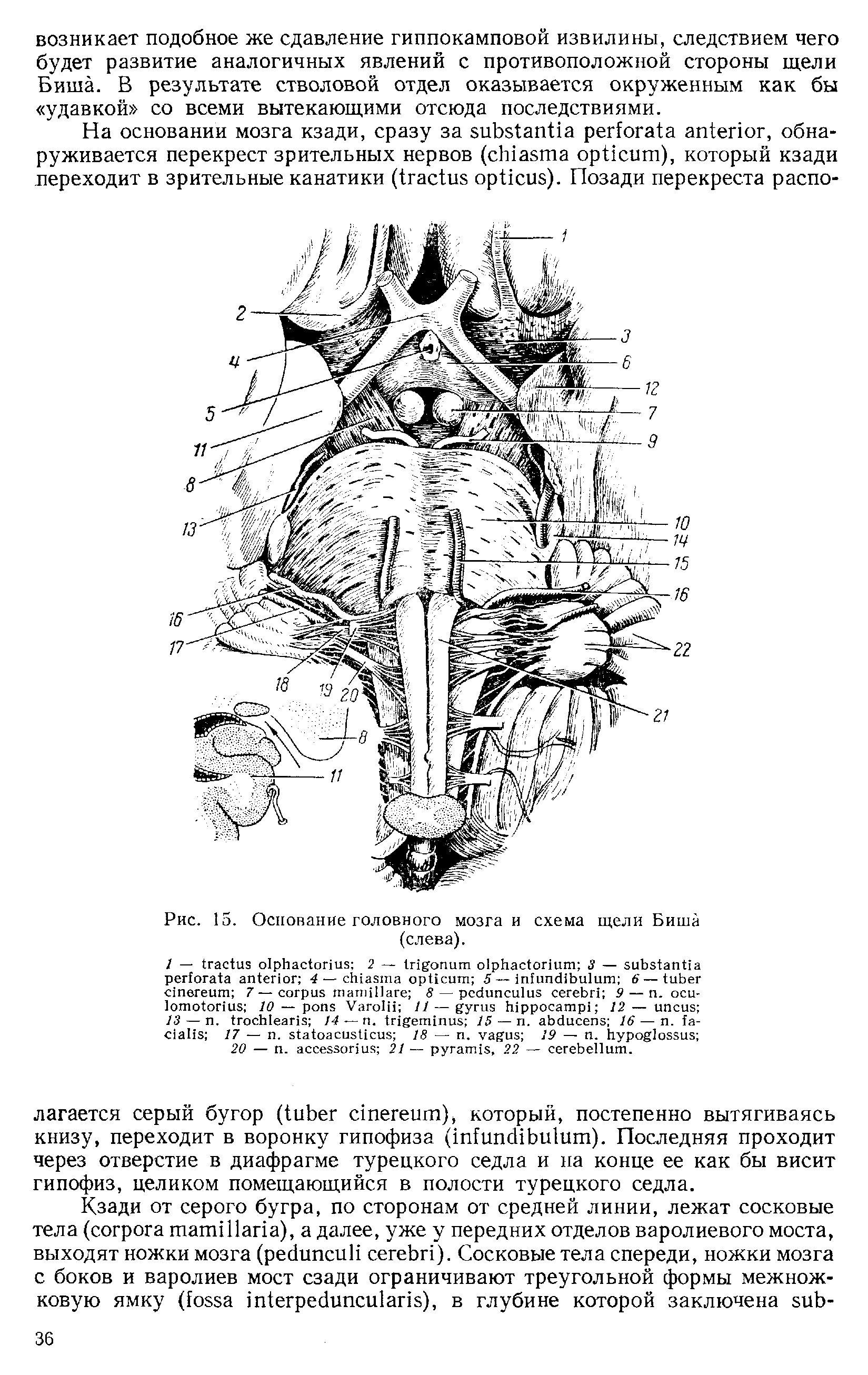 Рис. 15. Основание головного мозга и схема щели Биша (слева).