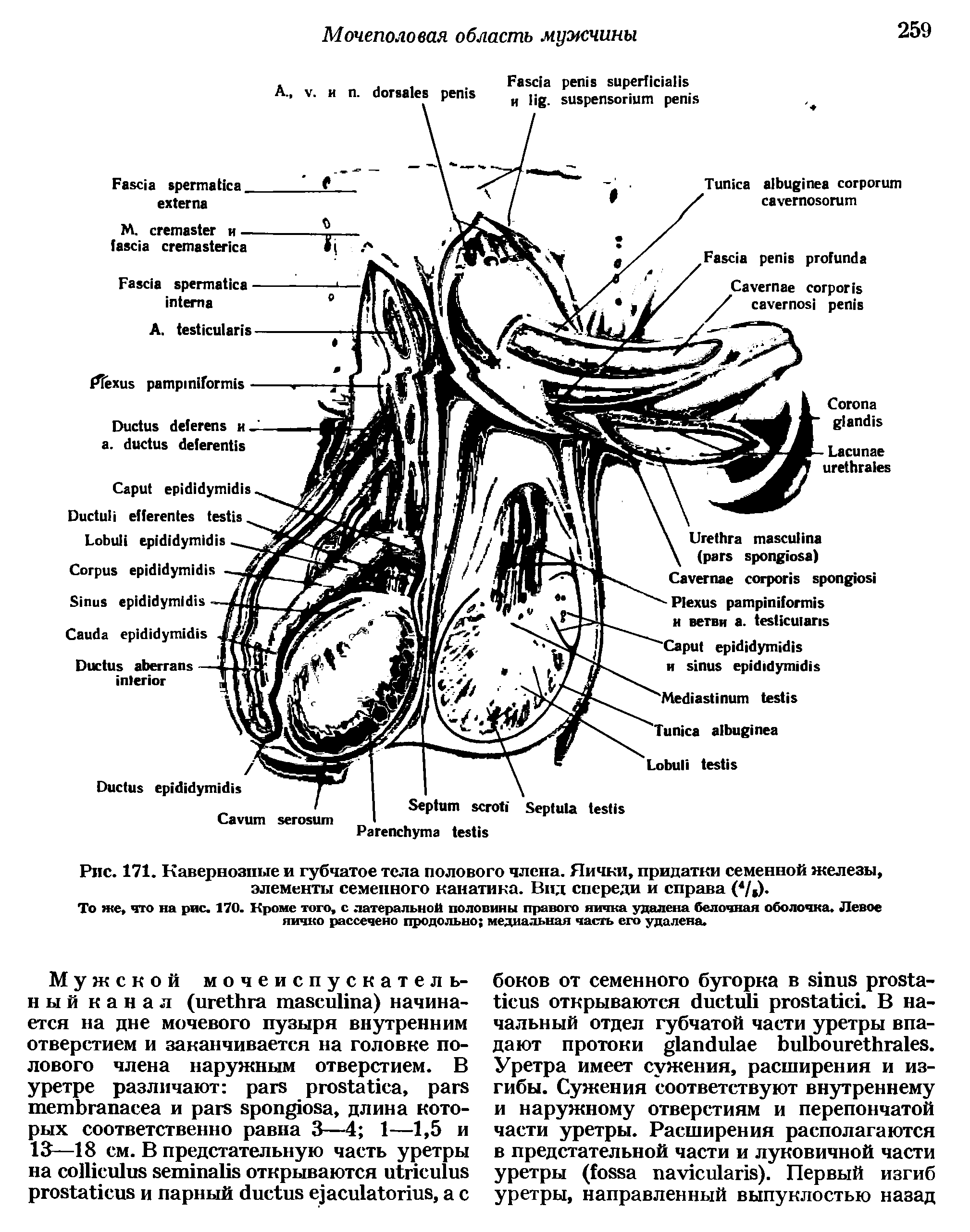 Рис. 171. Кавернозные и губчатое тела полового члена. Яички, придатки семенной железы, элементы семенного канатика. Вид спереди и справа ( / ) ...