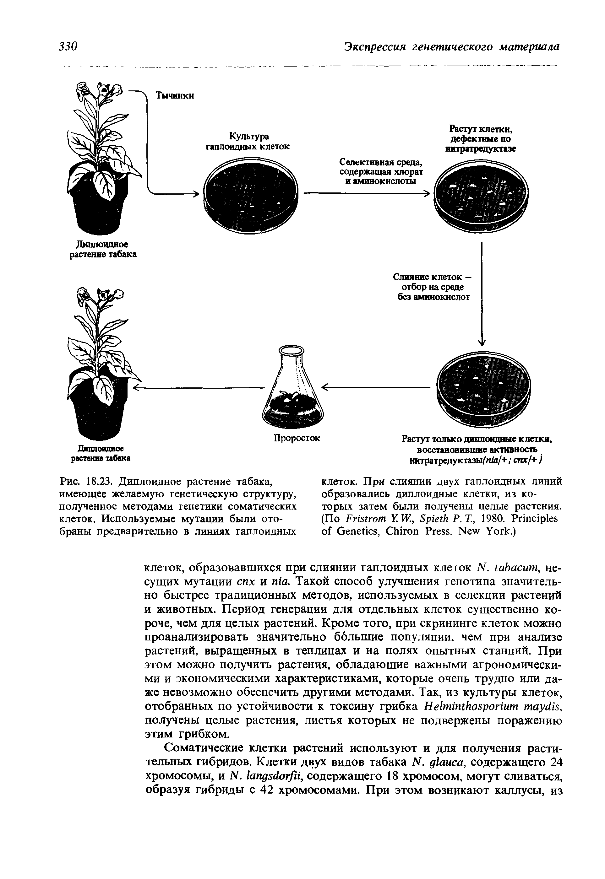 Рис. 18.23. Диплоидное растение табака, имеющее желаемую генетическую структуру, полученное методами генетики соматических клеток. Используемые мутации были отобраны предварительно в линиях гаплоидных...