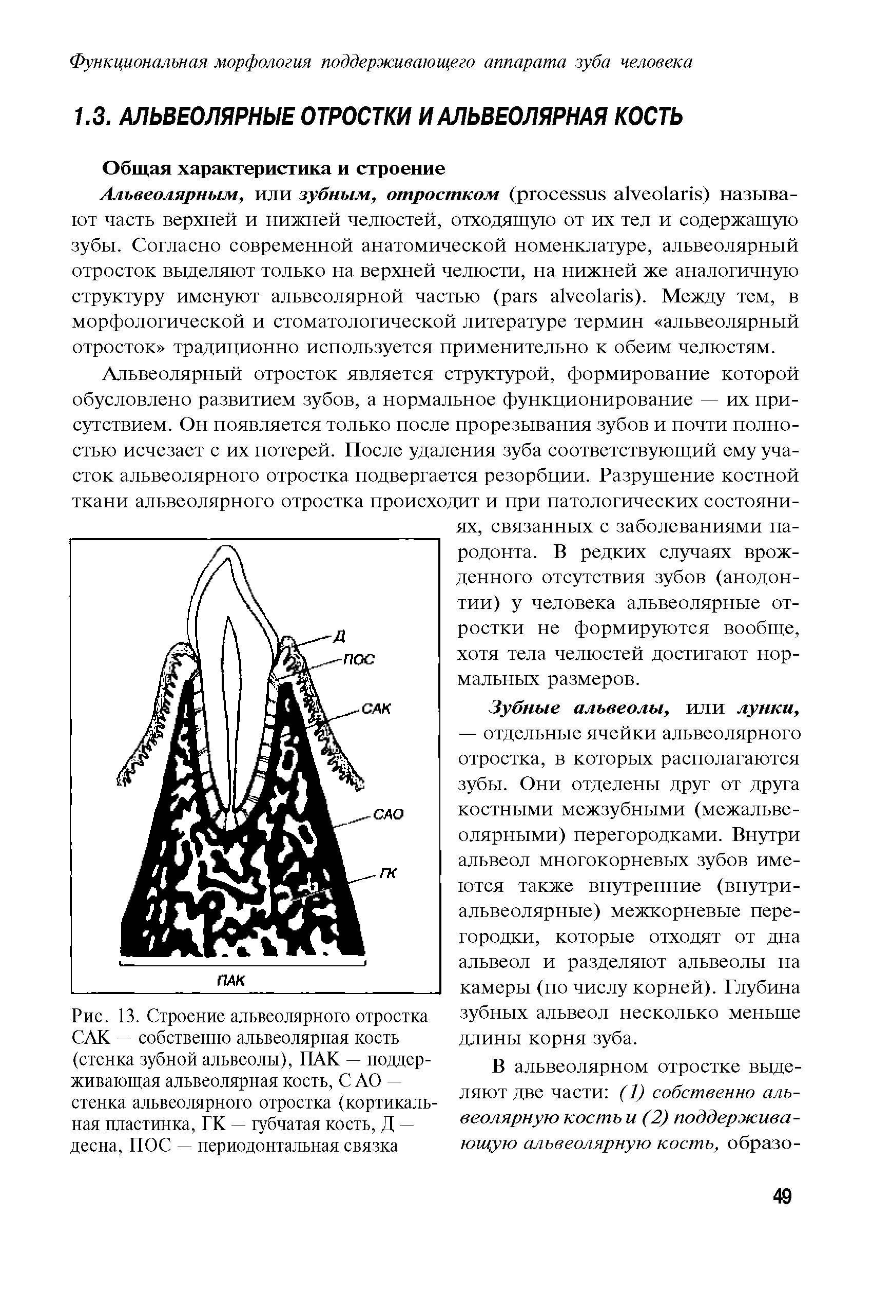 Рис. 13. Строение альвеолярного отростка САК — собственно альвеолярная кость (стенка зубной альвеолы), ПАК — поддерживающая альвеолярная кость, С АО — стенка альвеолярного отростка (кортикальная пластинка, ГК — губчатая кость, Д — десна, ПОС — периодонтальная связка...