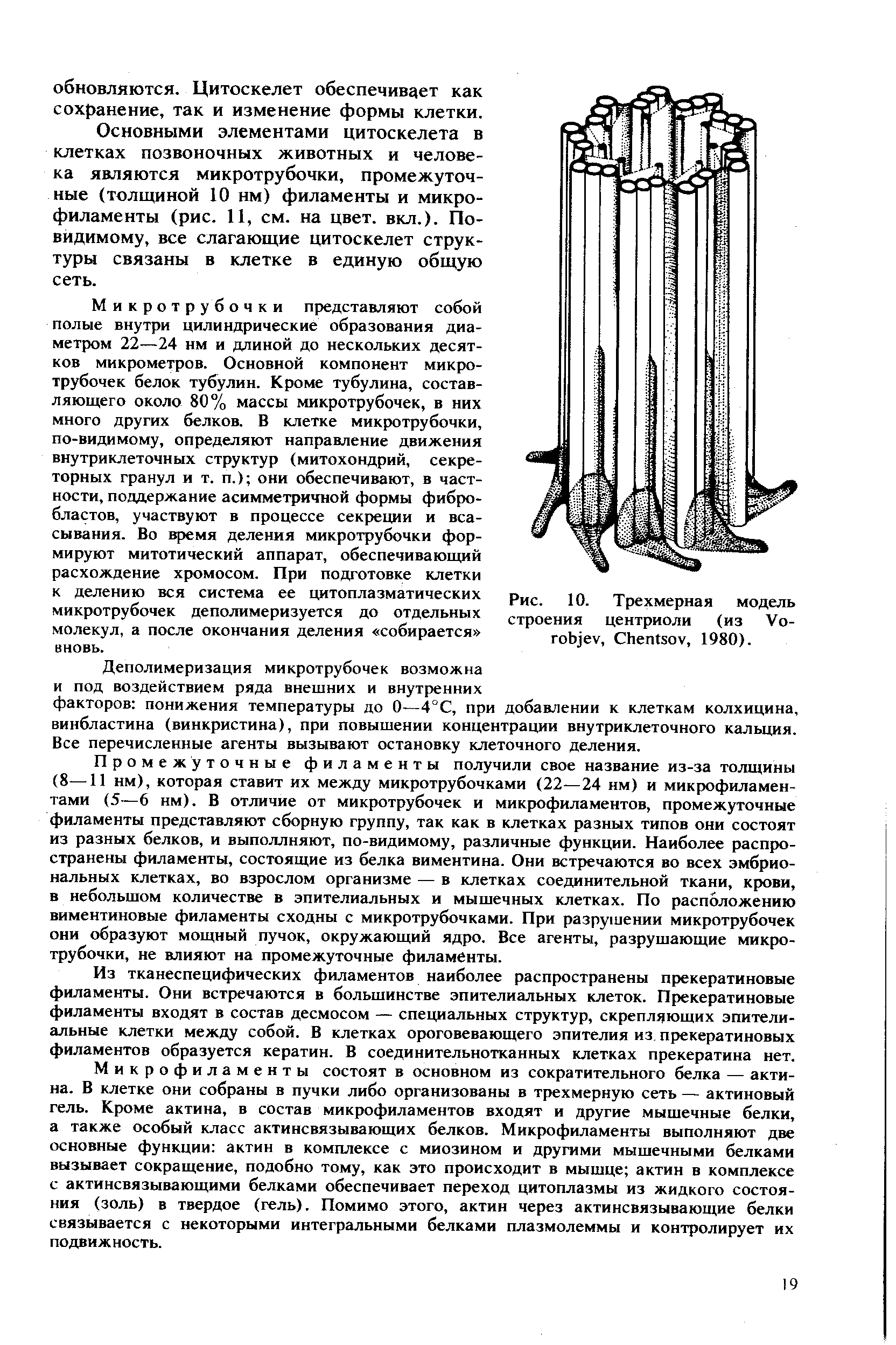 Рис. 10. Трехмерная модель строения центриоли (из V - , C , 1980).