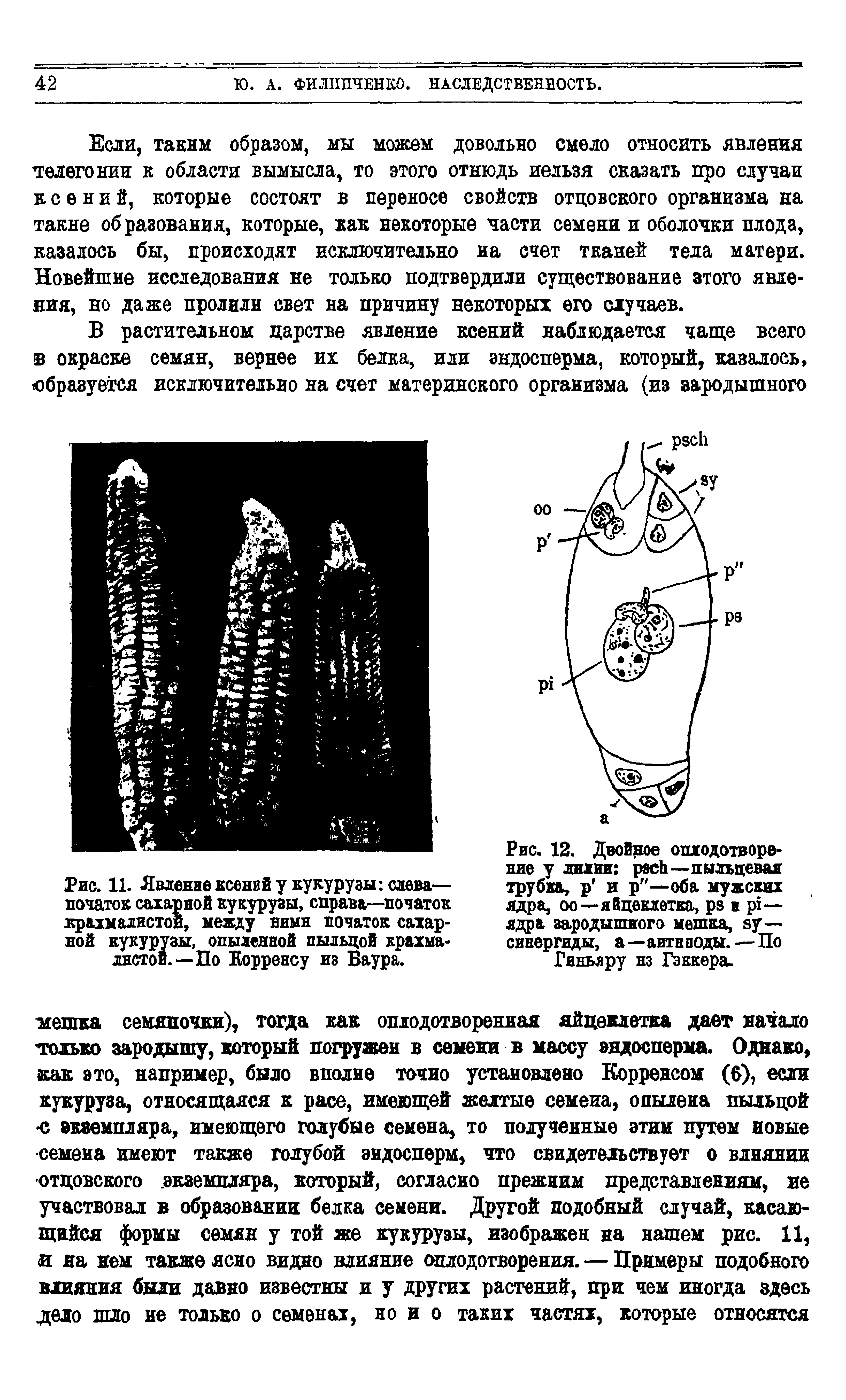 Рис. 12. Двойное оплодотворение у лини рзсЬ—пыльцевая трубка, р и р"—оба мужских ядра, оо—яйцеклетка, рз в рх— ядра зародышного мешка, ау— синергиды, а—антиподы.—По Гнньяру нз Гэккера.