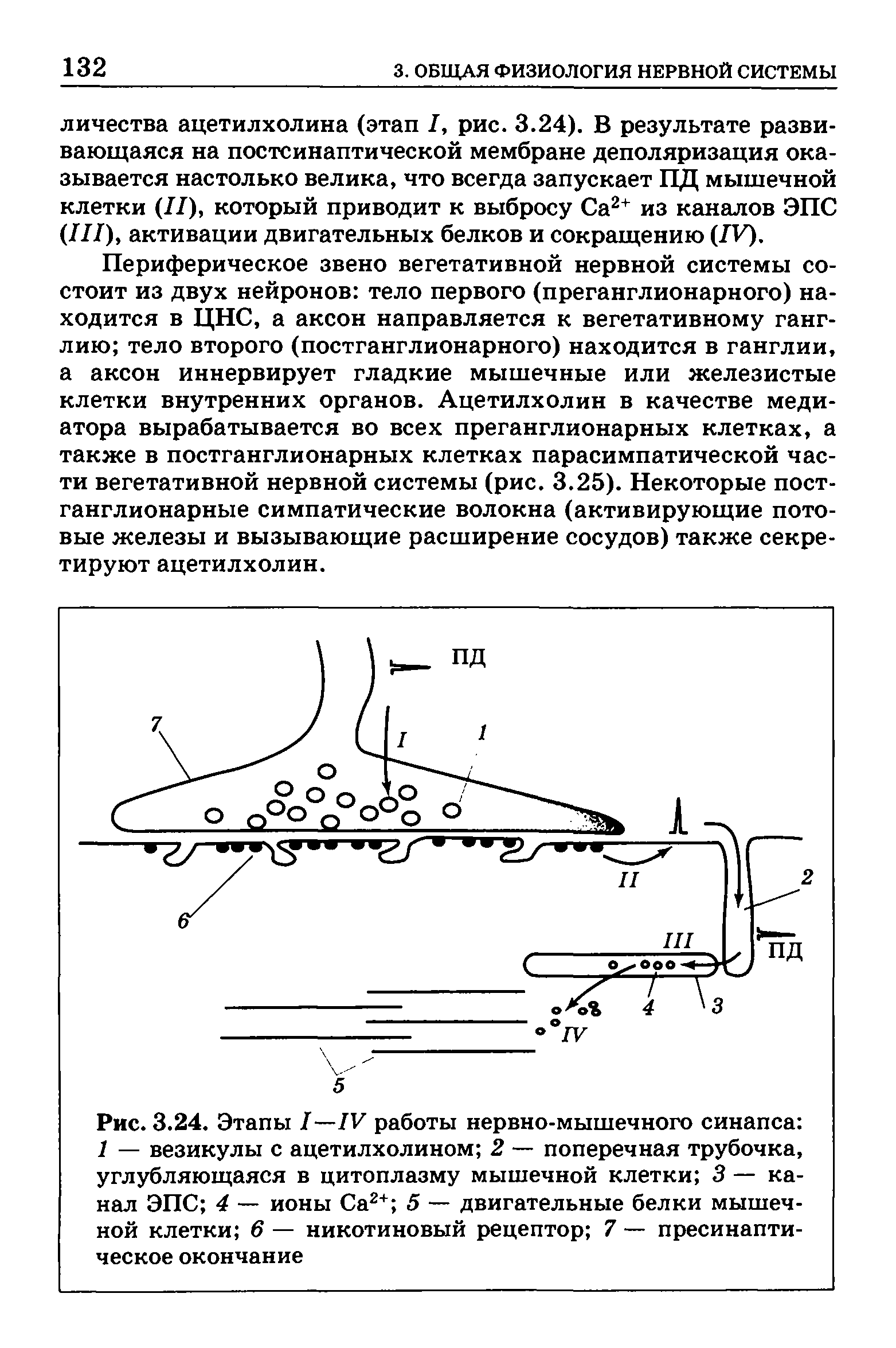 Рис. 3.24. Этапы 1—1У работы нервно-мышечного синапса 1 — везикулы с ацетилхолином 2 — поперечная трубочка, углубляющаяся в цитоплазму мышечной клетки 3 — канал ЭПС 4 — ионы Са2+ 5 — двигательные белки мышечной клетки 6 — никотиновый рецептор 7 — пресинапти-ческое окончание...