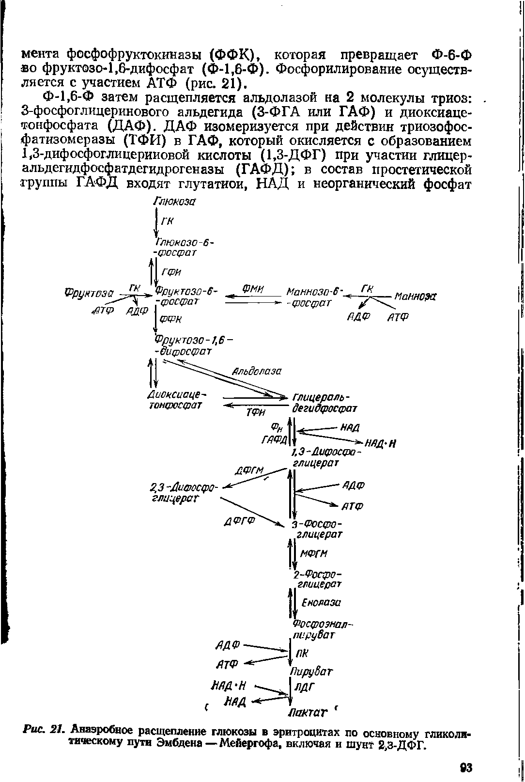 Рис. 21. Анаэробное расщепление глюкозы в эритроцитах по основному гликолитическому пути Эмбдена—Мейергофа, включая и шунт 2,3-ДФГ.