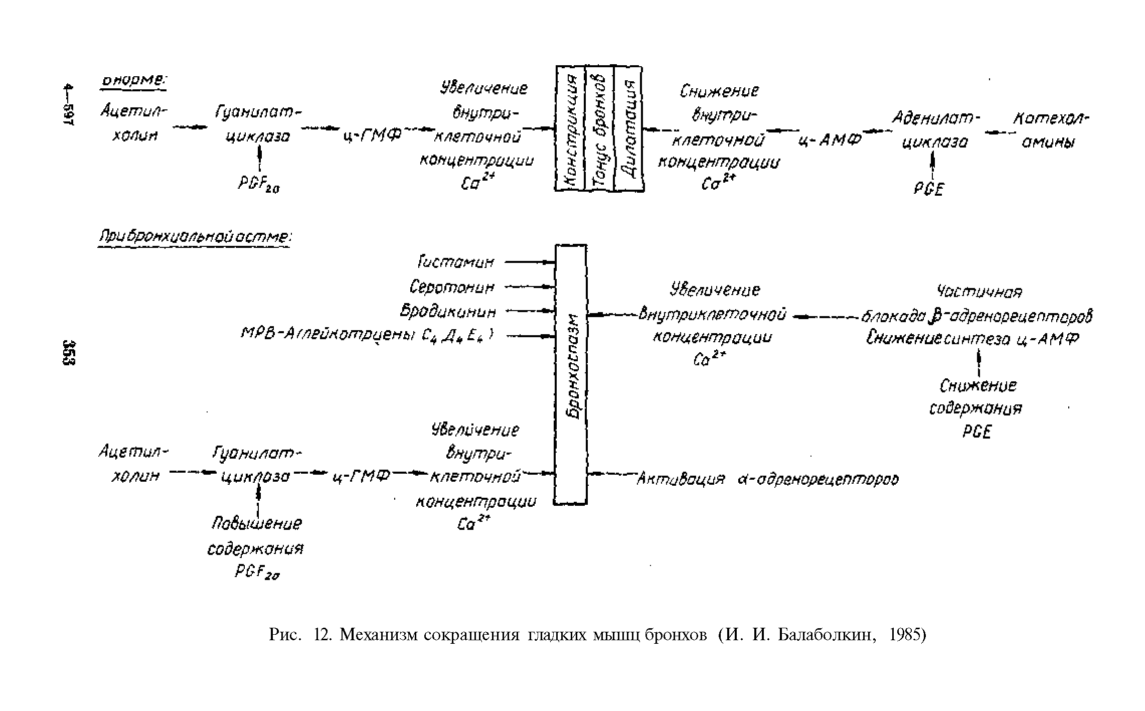 Рис. 12. Механизм сокращения гладких мышц бронхов (И. И. Балаболкин, 1985)...