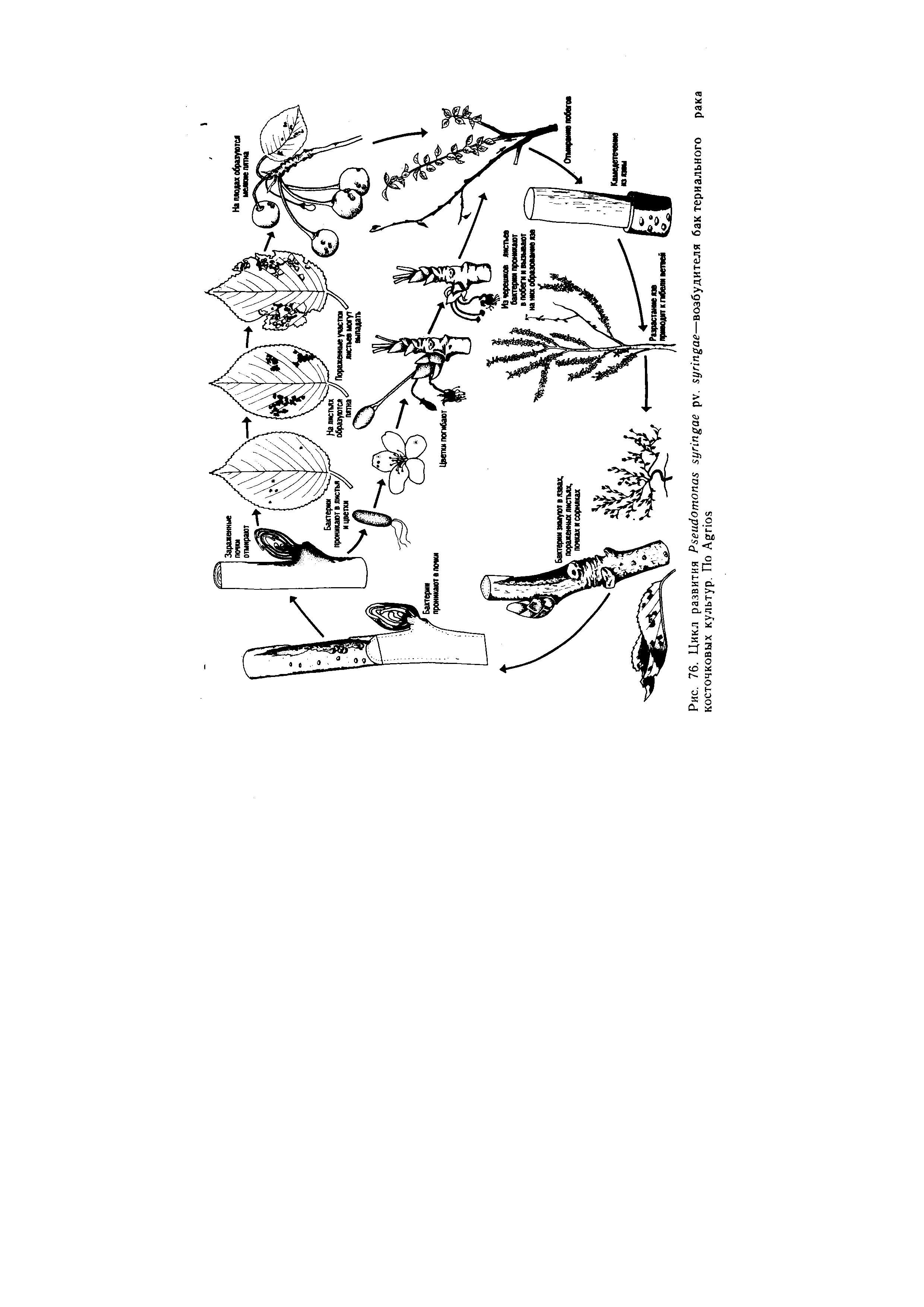 Рис. 76. Цикл развития P . —возбудителя бак термального косточковых культур. По A ...
