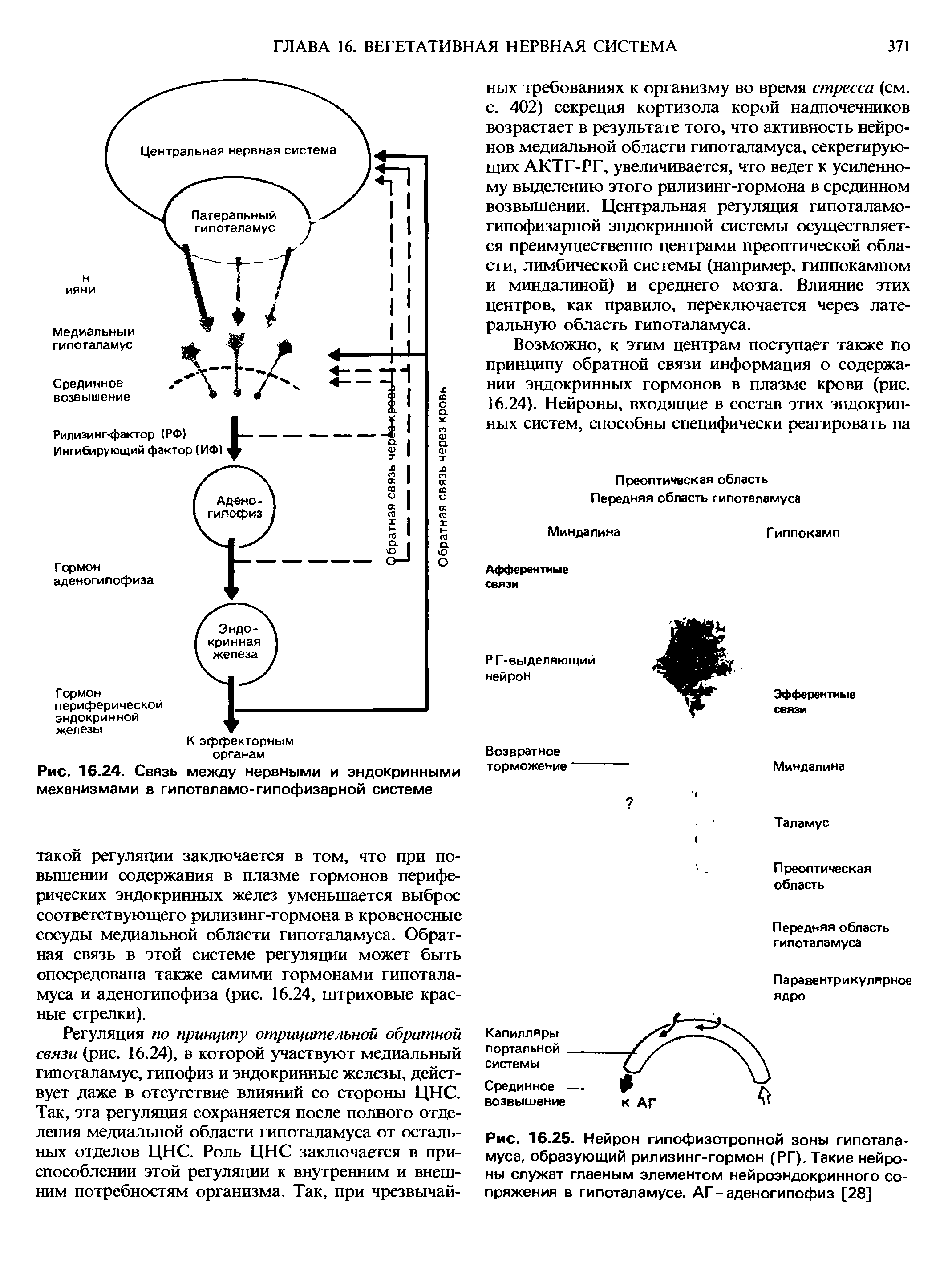 Рис. 16.25. Нейрон гипофизотропной зоны гипоталамуса, образующий рилизинг-гормон (РГ). Такие нейроны служат главным элементом нейроэндокринного сопряжения в гипоталамусе. АГ - аденогипофиз [28]...