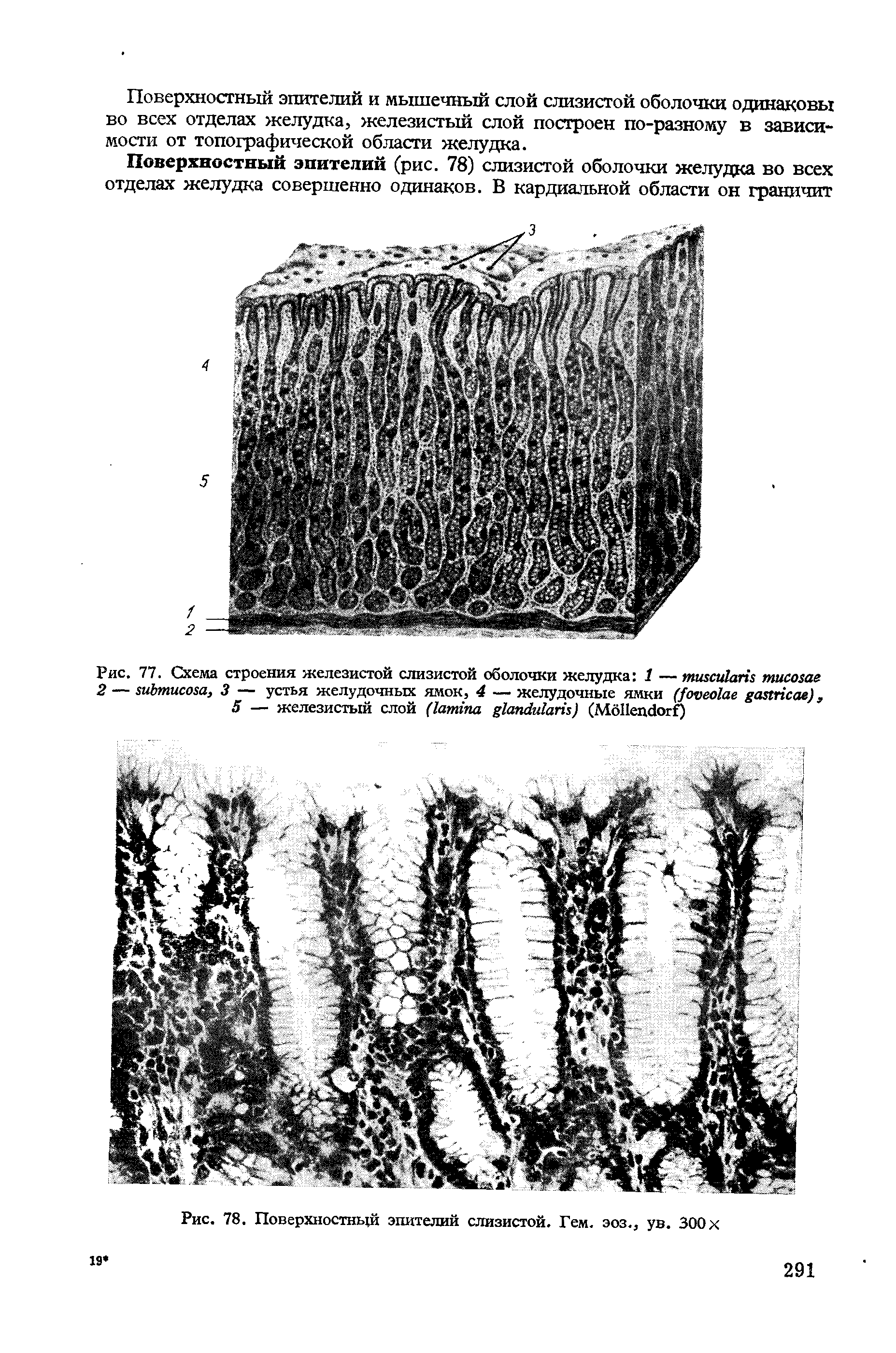 Рис. 77. Схема строения железистой слизистой оболочки желудка 1 — ...