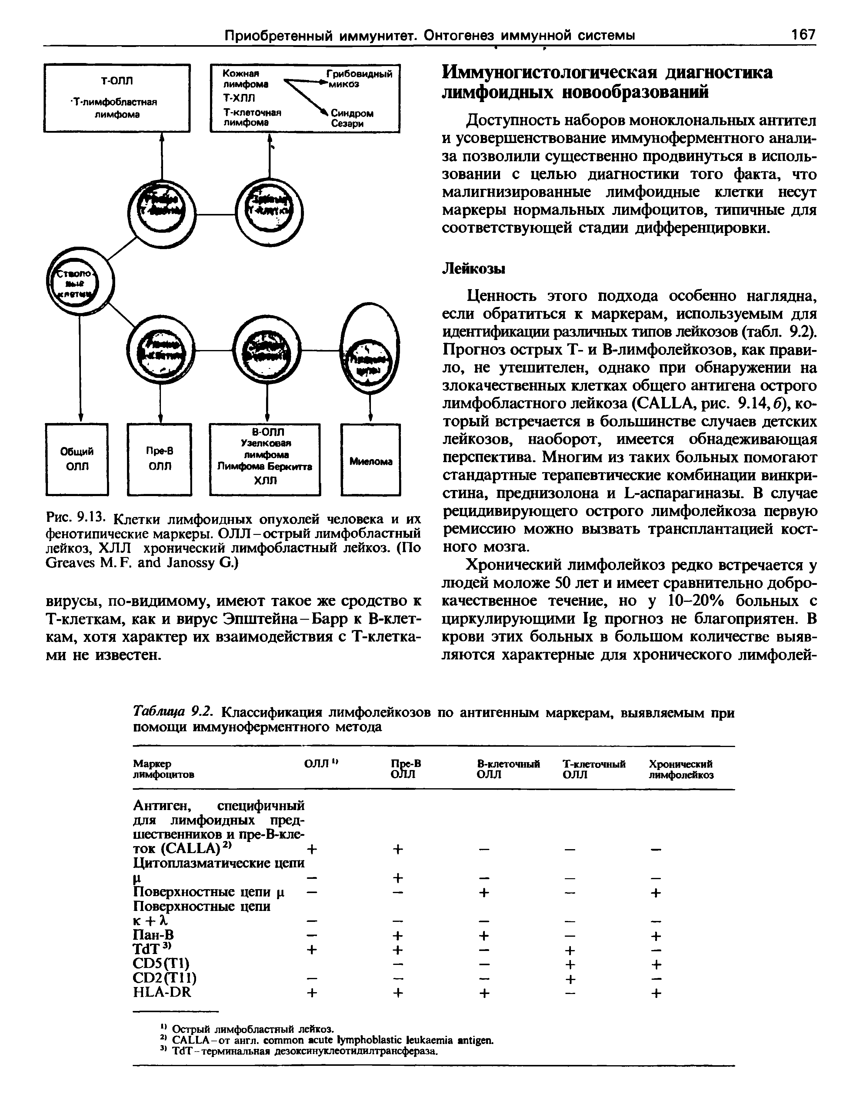 Рис. 9.13. Клетки лимфоидных опухолей человека и их фенотипические маркеры. ОЛЛ-острый лимфобластный лейкоз, ХЛЛ хронический лимфобластный лейкоз. (По G М. F. J G.)...