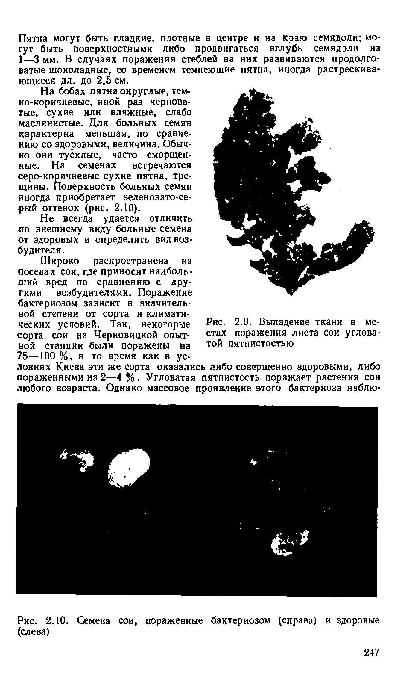 Рис. 2.9. Выпадение ткани в местах поражения листа сои угловатой пятнистостью...