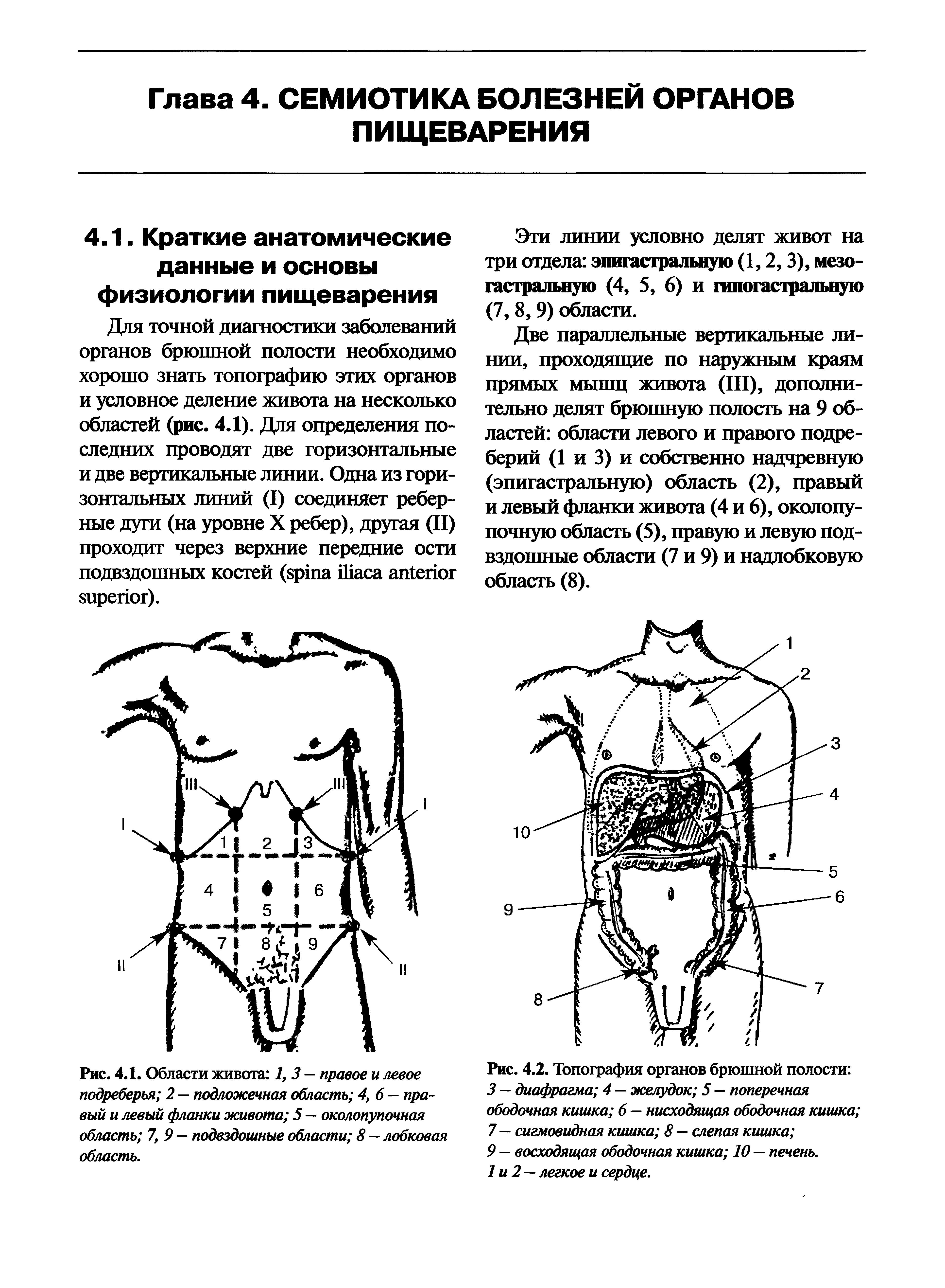 Рис. 4.2. Топография органов брюшной полости 3 — диафрагма 4 — желудок 5 — поперечная ободочная кишка 6 — нисходящая ободочная кишка 7 — сигмовидная кишка 8 — слепая кишка ...