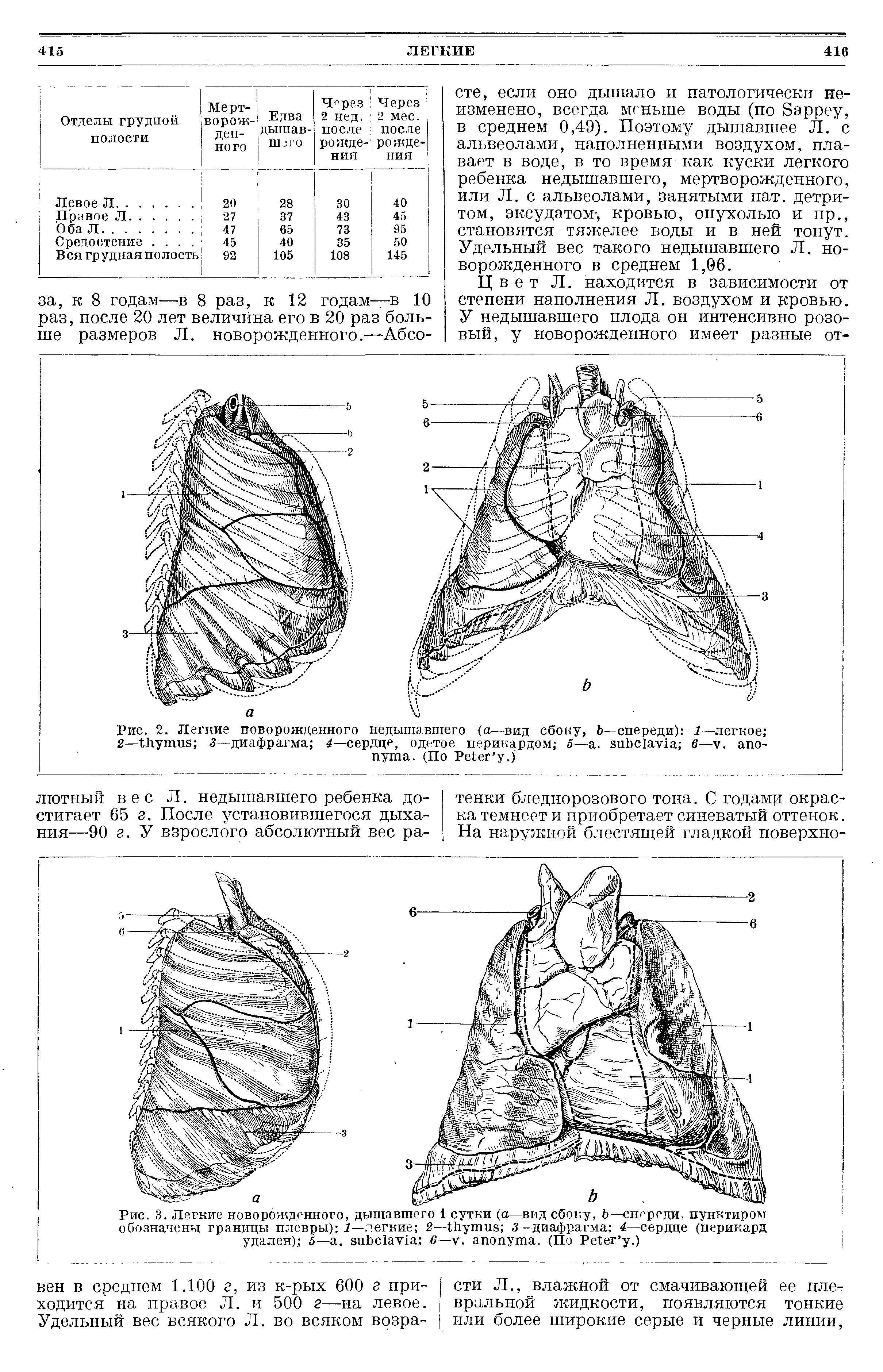 Рис. 3. Легкие новорожденного, дышавшего 1 сутки (а—вид сбоку, Ь—спереди, пунктиром обозначены границы плевры) 1—легкие 2— 5—диафрагма 4—сердце (перикард удален) 5— . 6—у. . (По P .)...