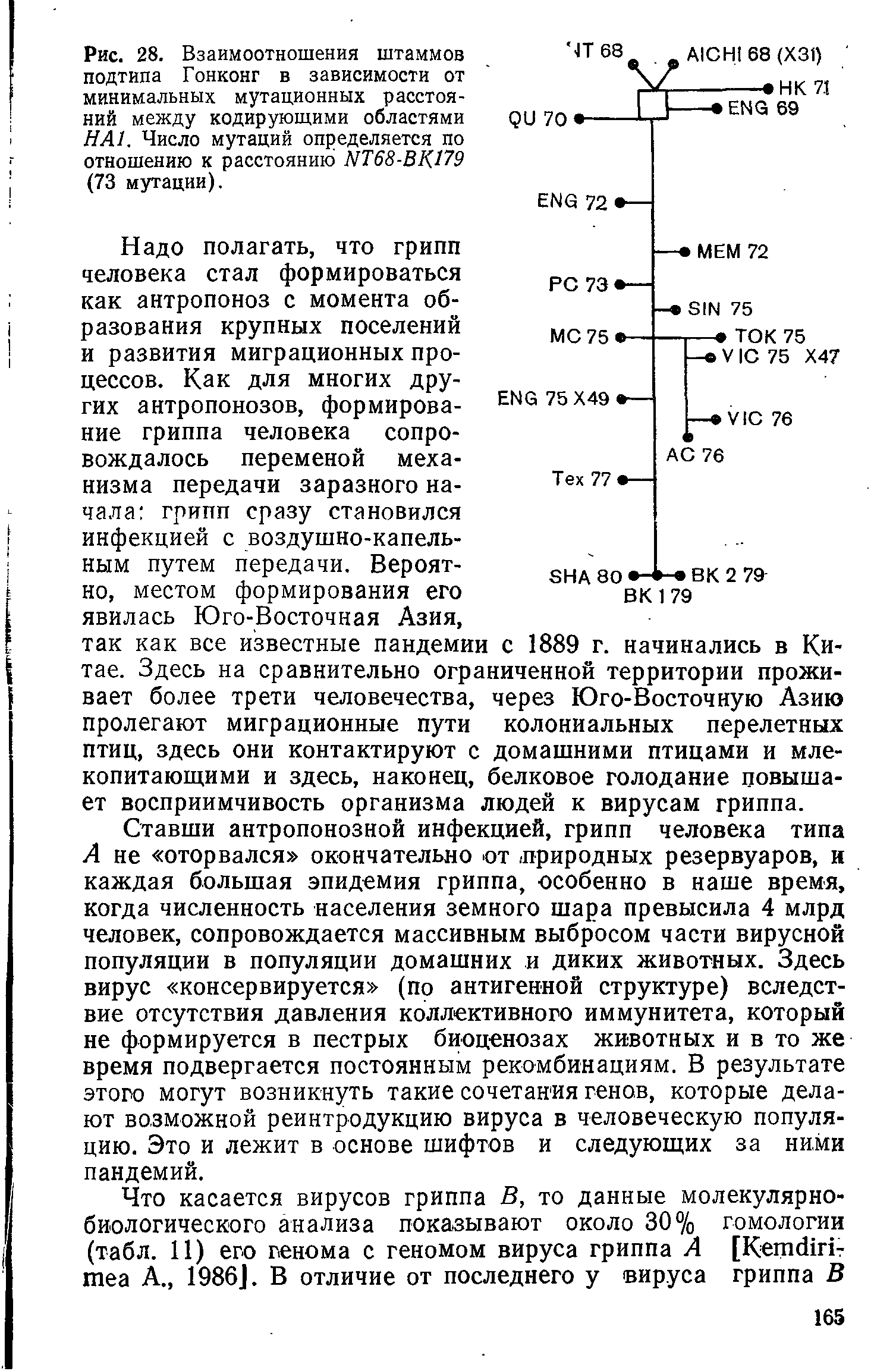 Рис. 28. Взаимоотношения штаммов подтипа Гонконг в зависимости от минимальных мутационных расстояний между кодирующими областями НА1. Число мутаций определяется по отношению к расстоянию NT68-BK179 (73 мутации).