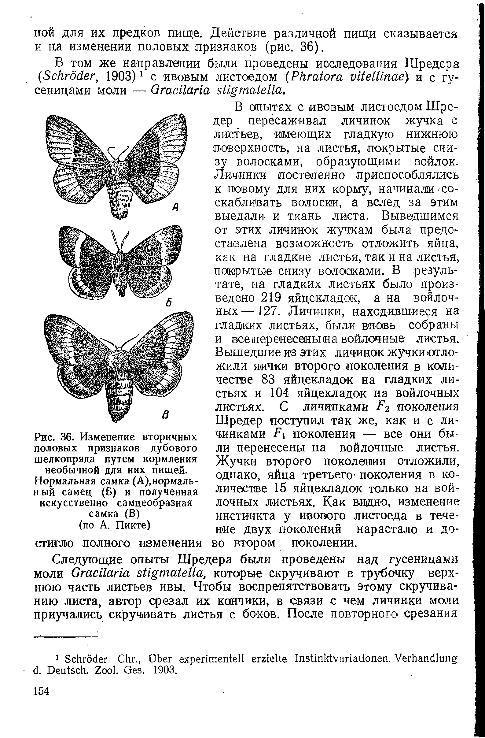 Рис. 36. Изменение вторичных половых признаков дубового шелкопряда путем кормления необычной для них пищей.