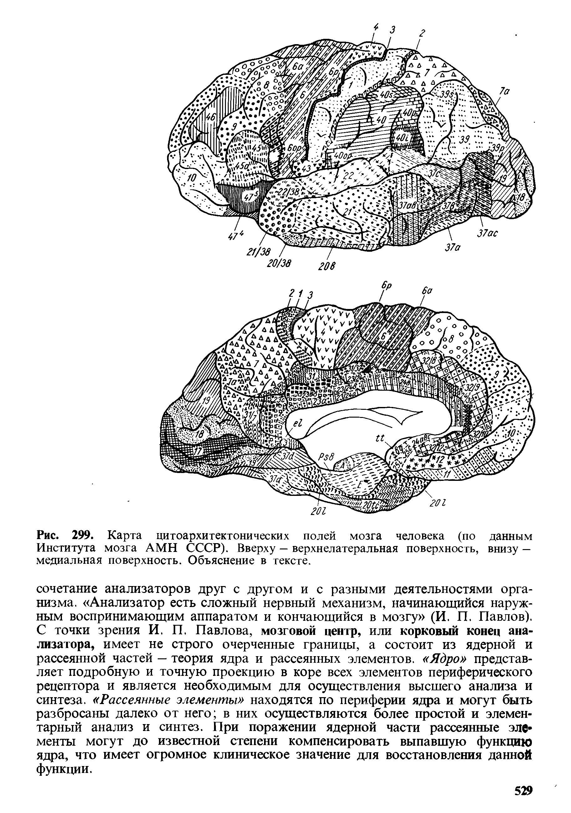 Рис. 299. Карта цитоархитектонических полей мозга человека (по данным Института мозга АМН СССР). Вверху — верхнелатеральная поверхность, внизу — медиальная поверхность. Объяснение в тексте.