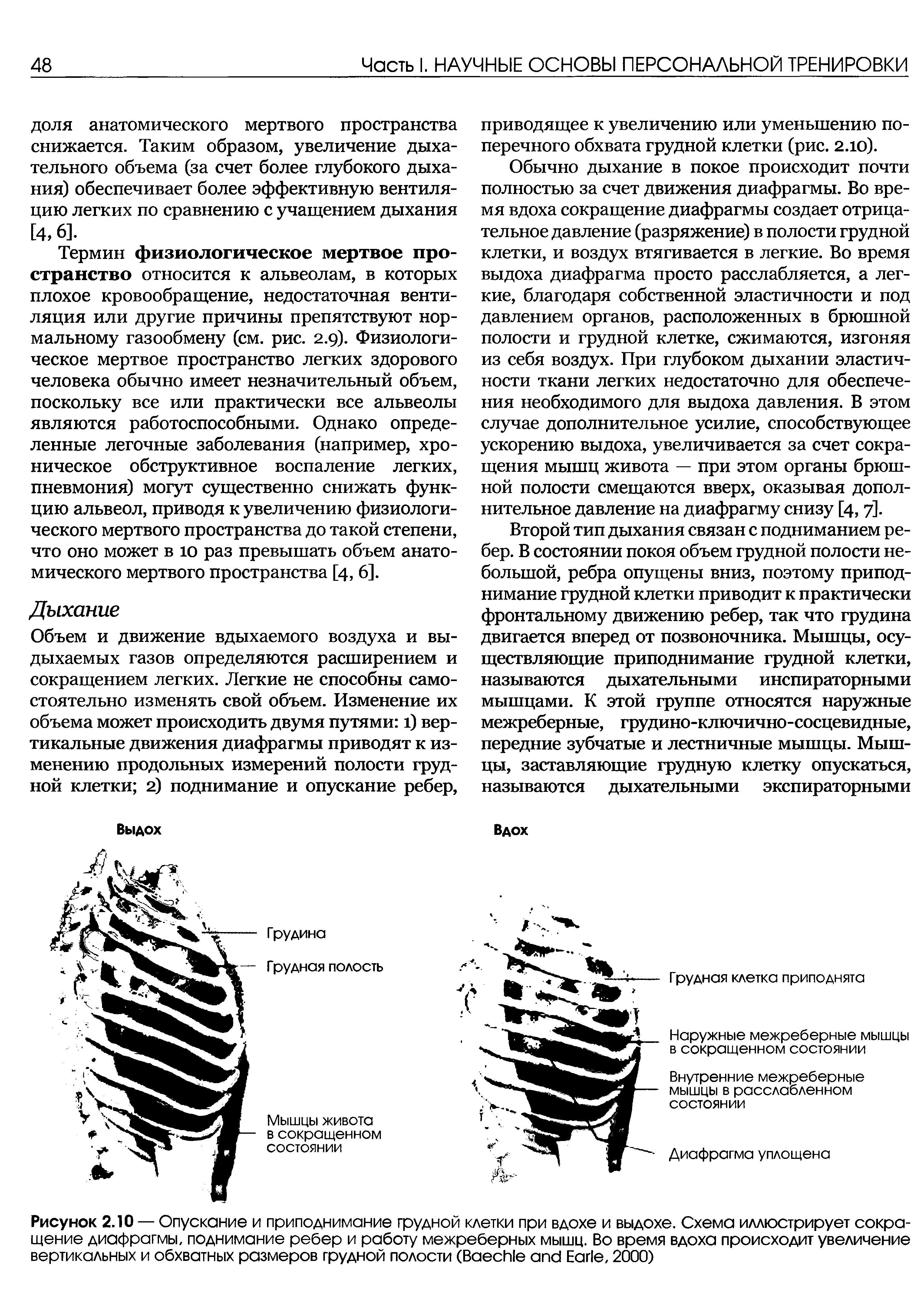 Рисунок 2.10 — Опускание и приподнимание грудной клетки при вдохе и выдохе. Схема иллюстрирует сокращение диафрагмы, поднимание ребер и работу межреберных мышц. Во время вдоха происходит увеличение вертикальных и обхватных размеров грудной полости (B E , 2000)...