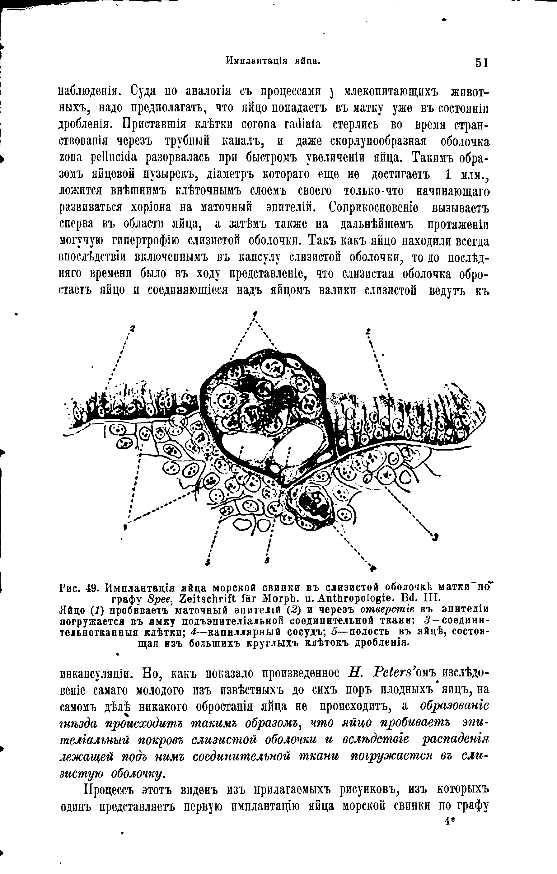 Рис. -49. Имплантация яйца морской свинки въ слизистой оболочкЬ матки "по графу S . Z M , . A . B . III.