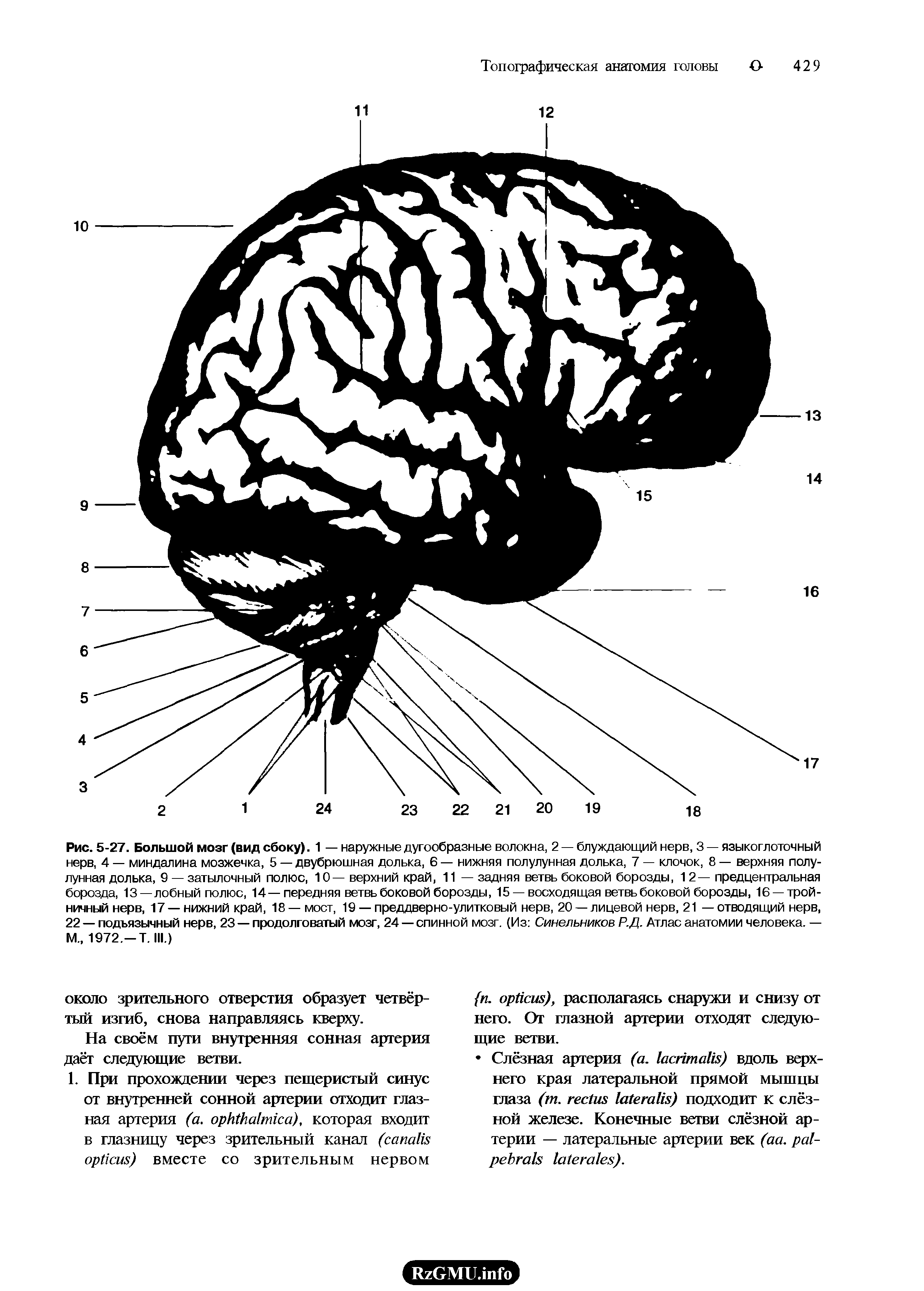 Рис. 5-27. Большой мозг (вид сбоку). 1 — наружные дугообразные волокна, 2 — блуждающий нерв, 3 — языкоглоточный нерв, 4 — миндалина мозжечка, 5 — двубрюшная долька, 6 — нижняя полулунная долька, 7 — клочок, 8 — верхняя полулунная долька, 9 — затылочный полюс, 10 — верхний край, 11 — задняя ветвь боковой борозды, 12— предцентральная борозда, 13—лобный полюс, 14—передняя ветвь боковой борозды, 15 — восходящая ветвь боковой борозды, 16 —тройничный нерв, 17 — нижний край, 18 — мост, 19 — преддверно-улитковый нерв, 20 — лицевой нерв, 21 — отводящий нерв, 22 — подъязычный нерв, 23 — продолговатый мозг, 24 — спинной мозг. (Из Синельников Р.Д. Атлас анатомии человека. — М 1972,—Т. III.)...