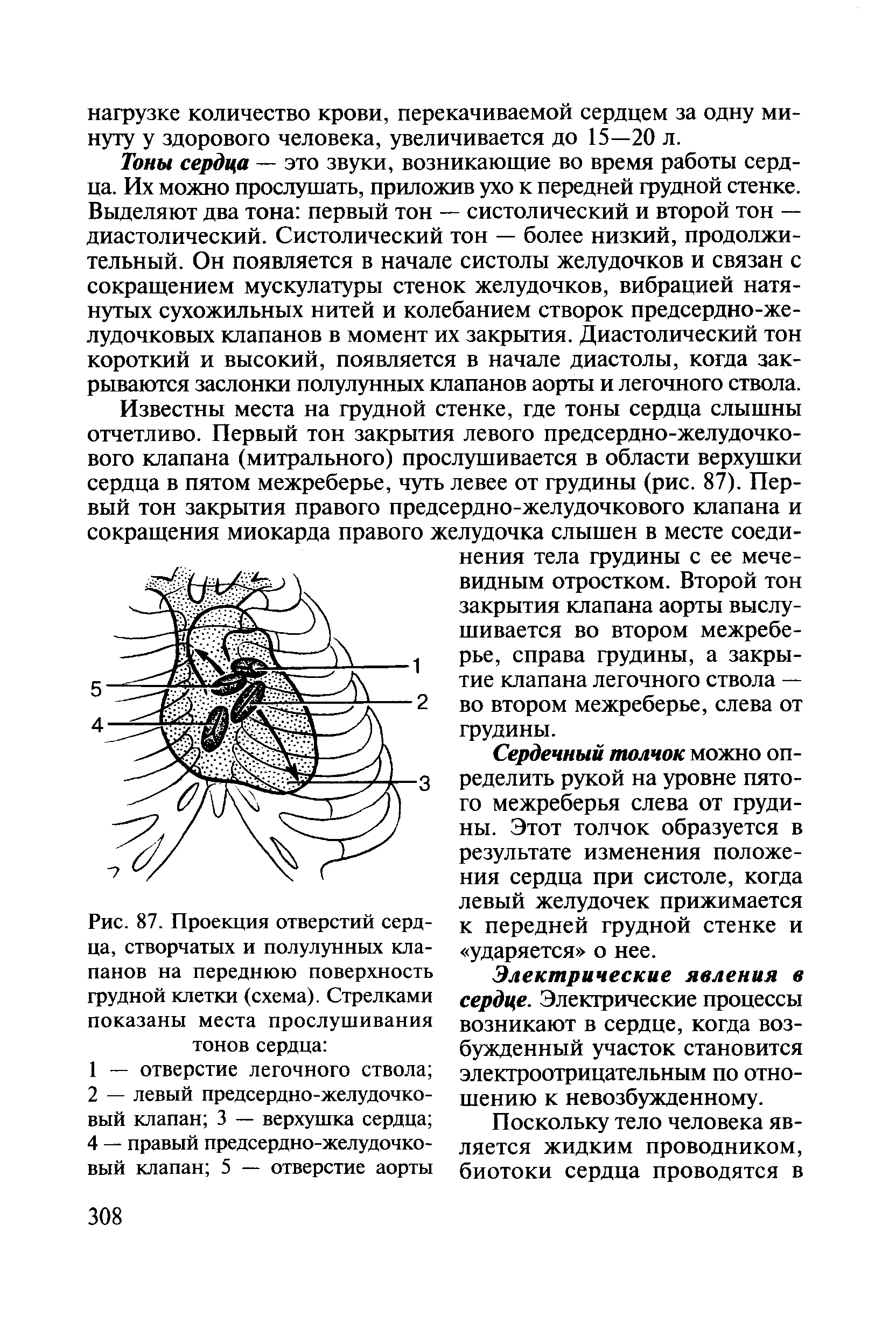 Рис. 87. Проекция отверстий сердца, створчатых и полулунных клапанов на переднюю поверхность грудной клетки (схема). Стрелками показаны места прослушивания тонов сердца ...