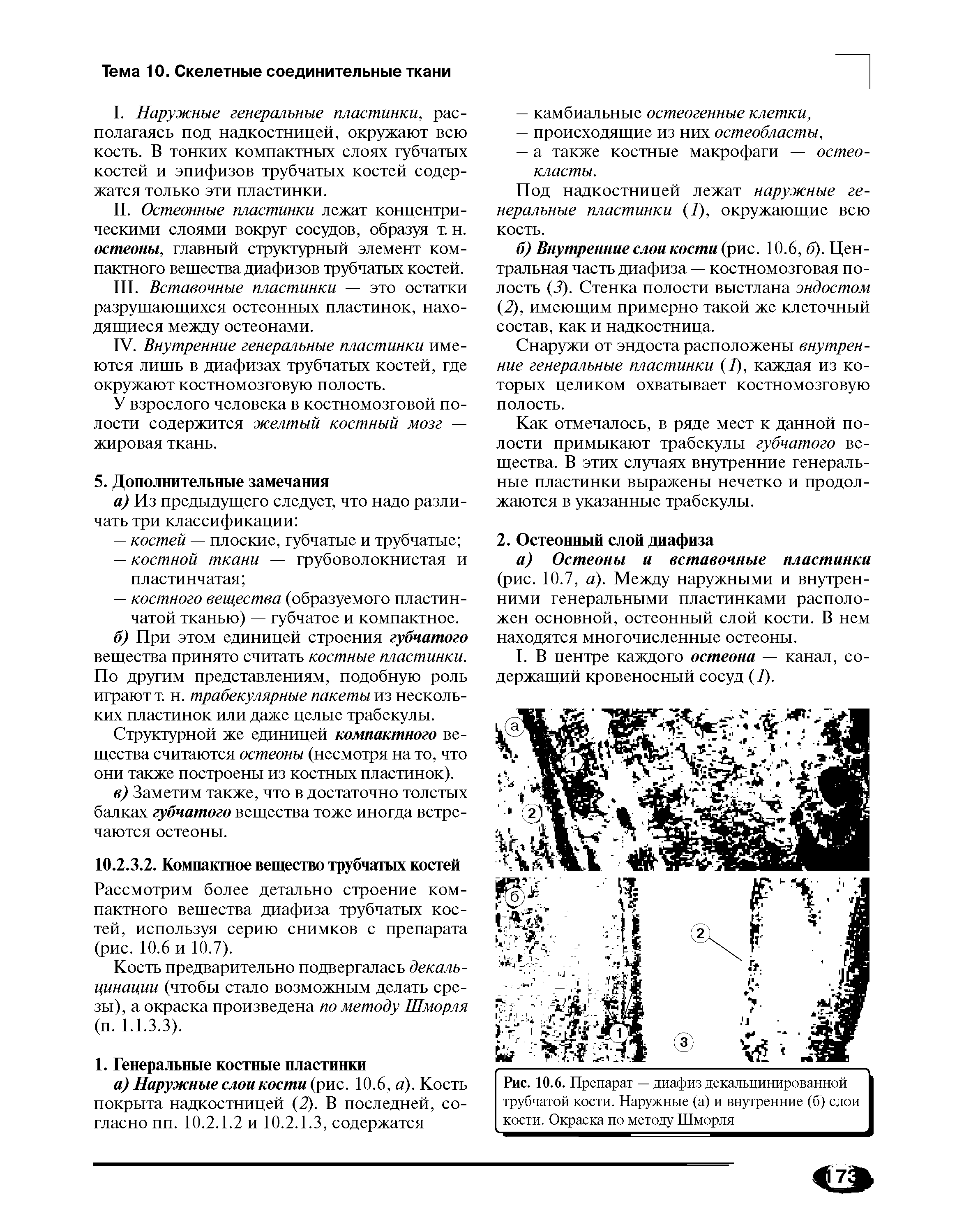 Рис. 10.6. Препарат — диафиз декальцинированной трубчатой кости. Наружные (а) и внутренние (б) слои кости. Окраска по методу Шморля...