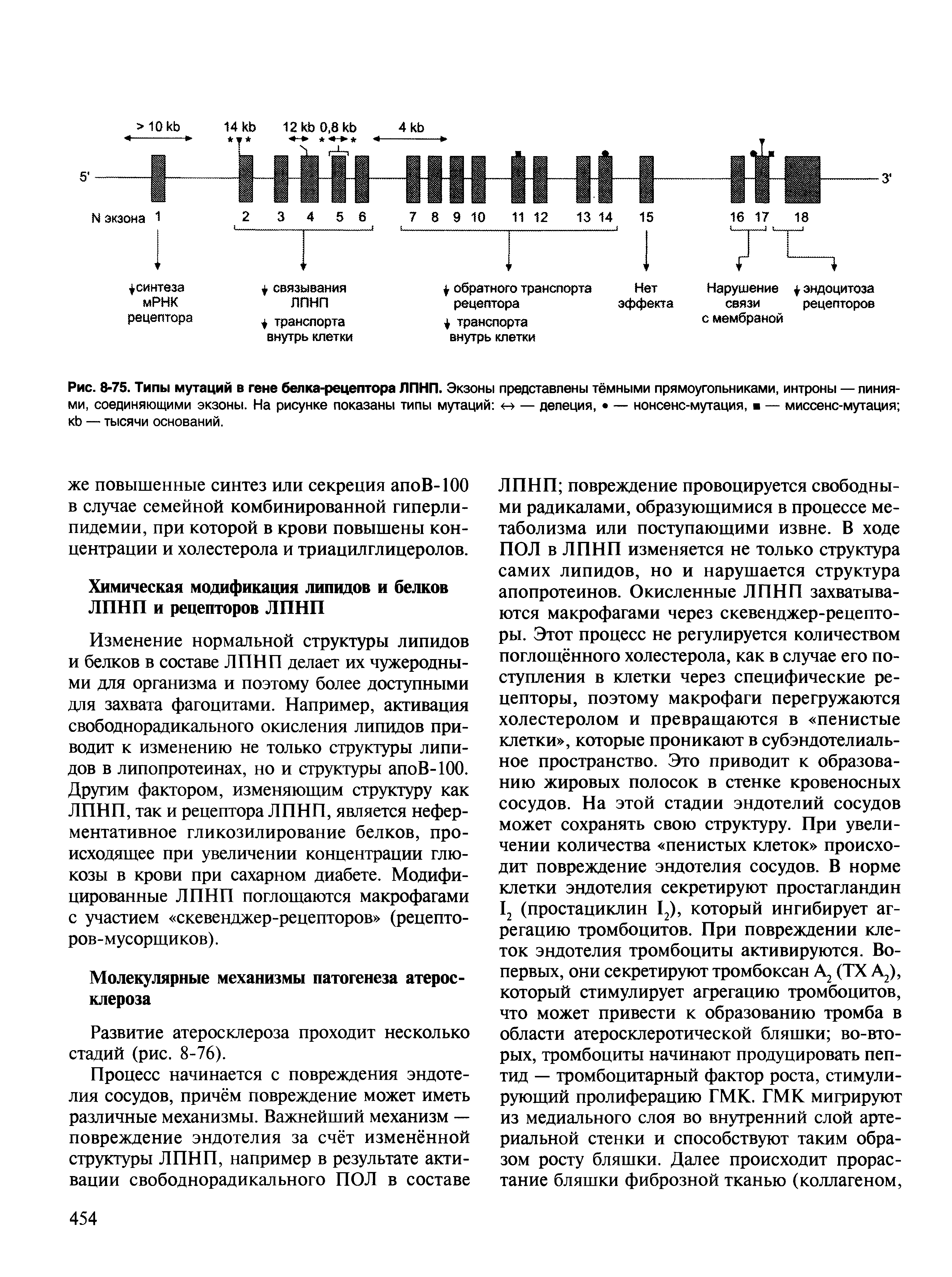 Рис. 8-75. Типы мутаций в гене белка-рецептора ЛПНП. Экзоны представлены тёмными прямоугольниками, интроны — пиниями, соединяющими экзоны. На рисунке показаны типы мутаций -> — делеция, — нонсенс-мутация, — миссенс-мутация кЬ — тысячи оснований.