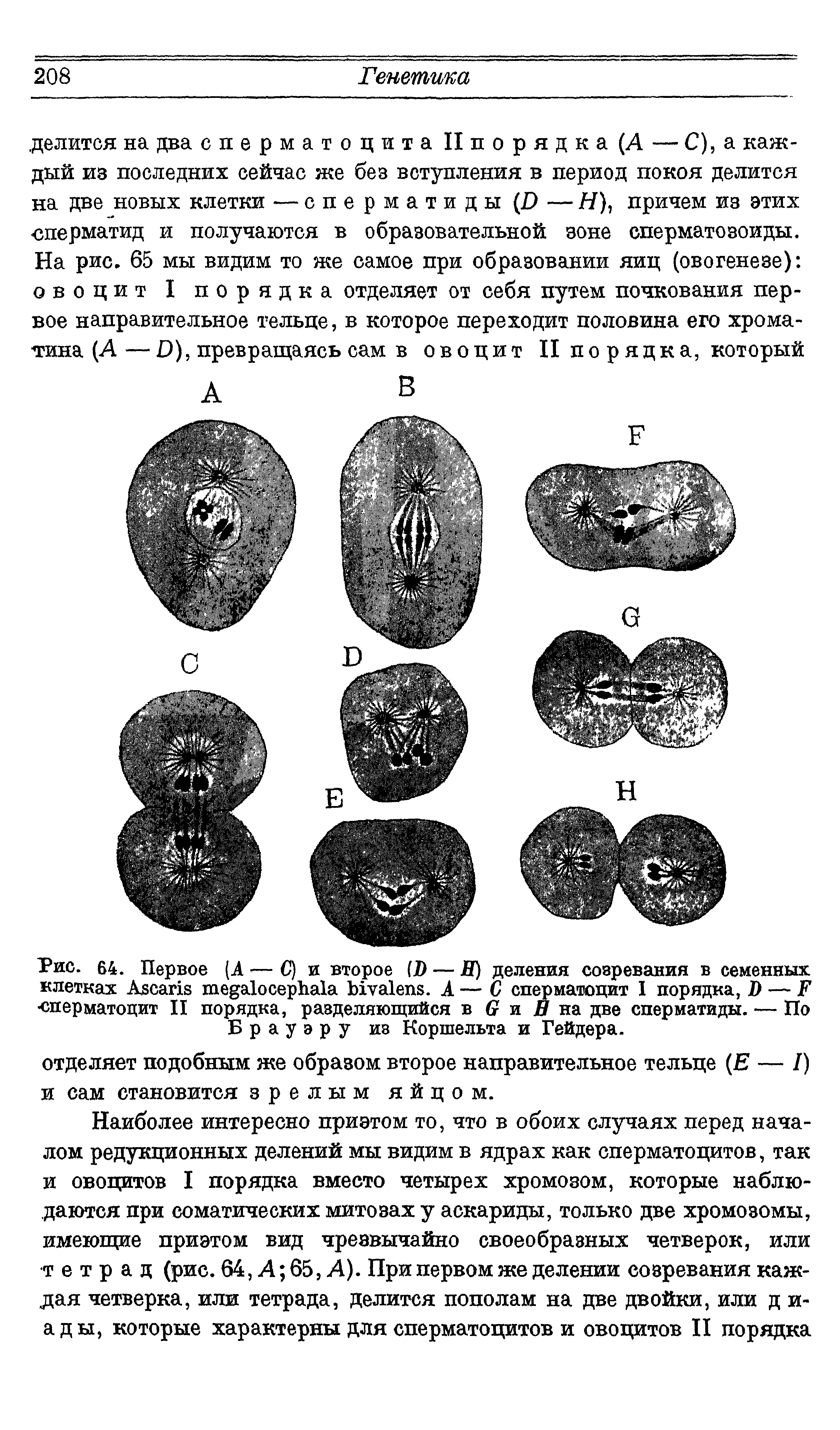 Рис. 64. Первое (А — С) и второе (D — Я) деления созревания в семенных клетках A . А — С сперматоцит I порядка, Я — F сперматоцит И порядка, разделяющийся в G и на две сперматиды. — По Брауэру иэ Коршельта и Гейдера.