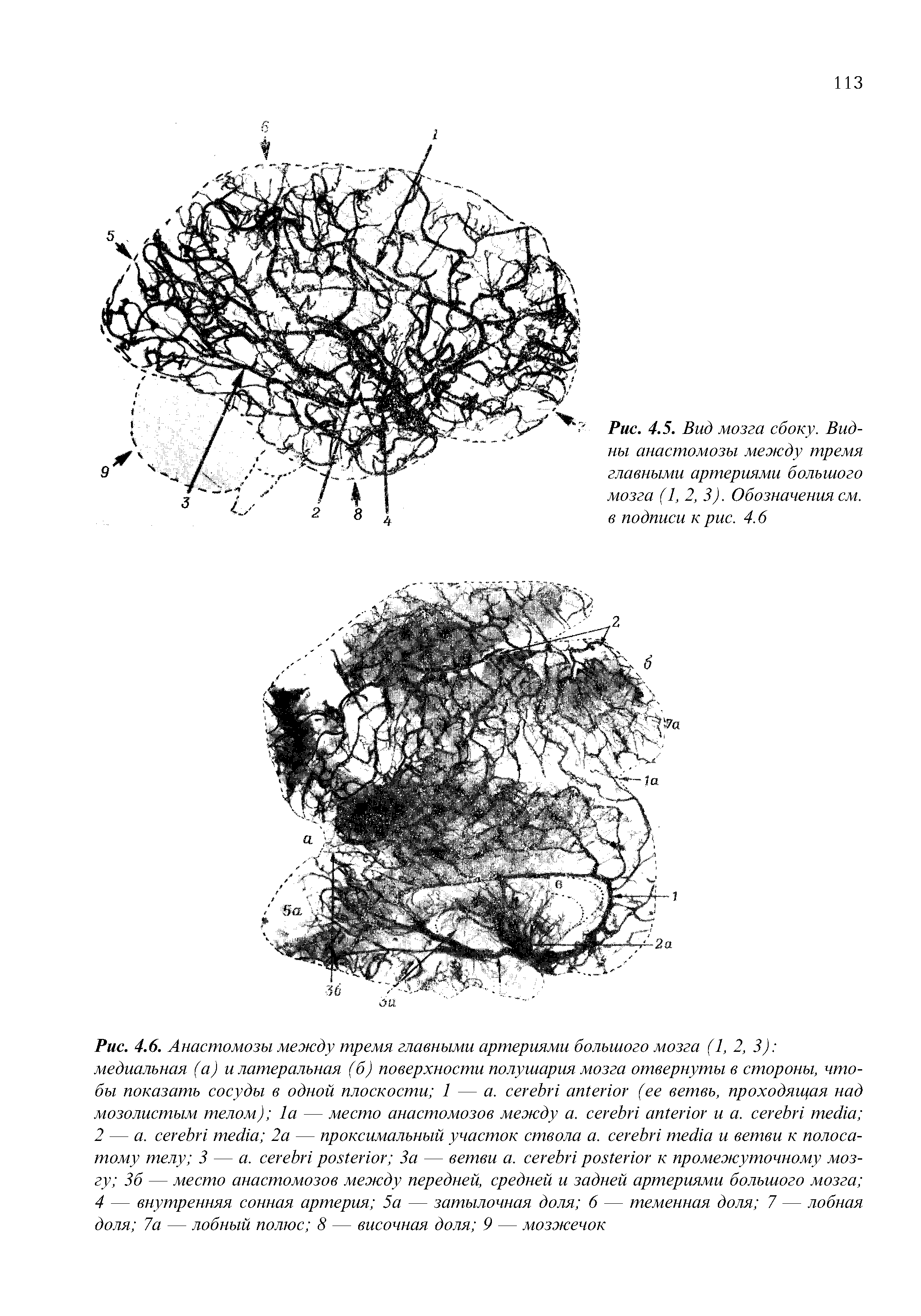 Рис. 4.5. Вид мозга сбоку. Видны анастомозы между тремя главными артериями большого мозга (1, 2, 3). Обозначения см. в подписи к рис. 4.6...