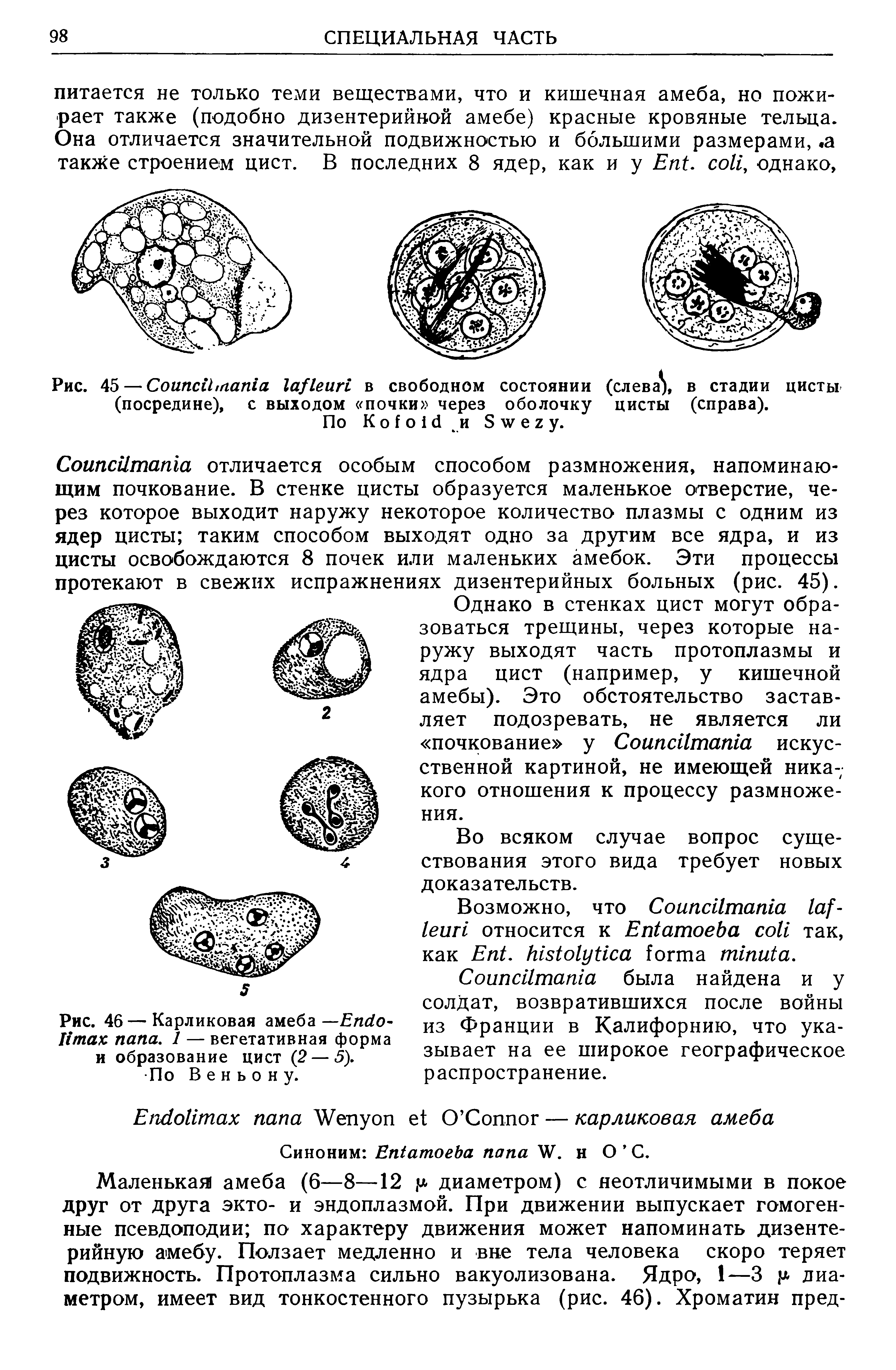 Рис. 46—Карликовая амеба—E -Итак папа. 1 — вегетативная форма и образование цист (2 — 5).