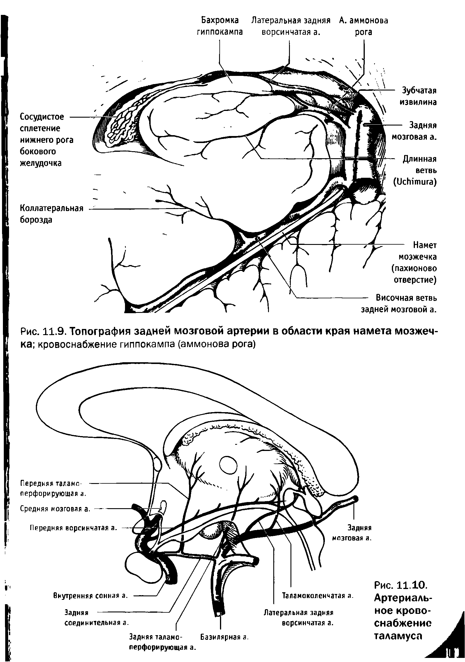 Рис. 11.9. Топография задней мозговой артерии в области края намета мозжечка кровоснабжение гиппокампа (аммонова рога)...
