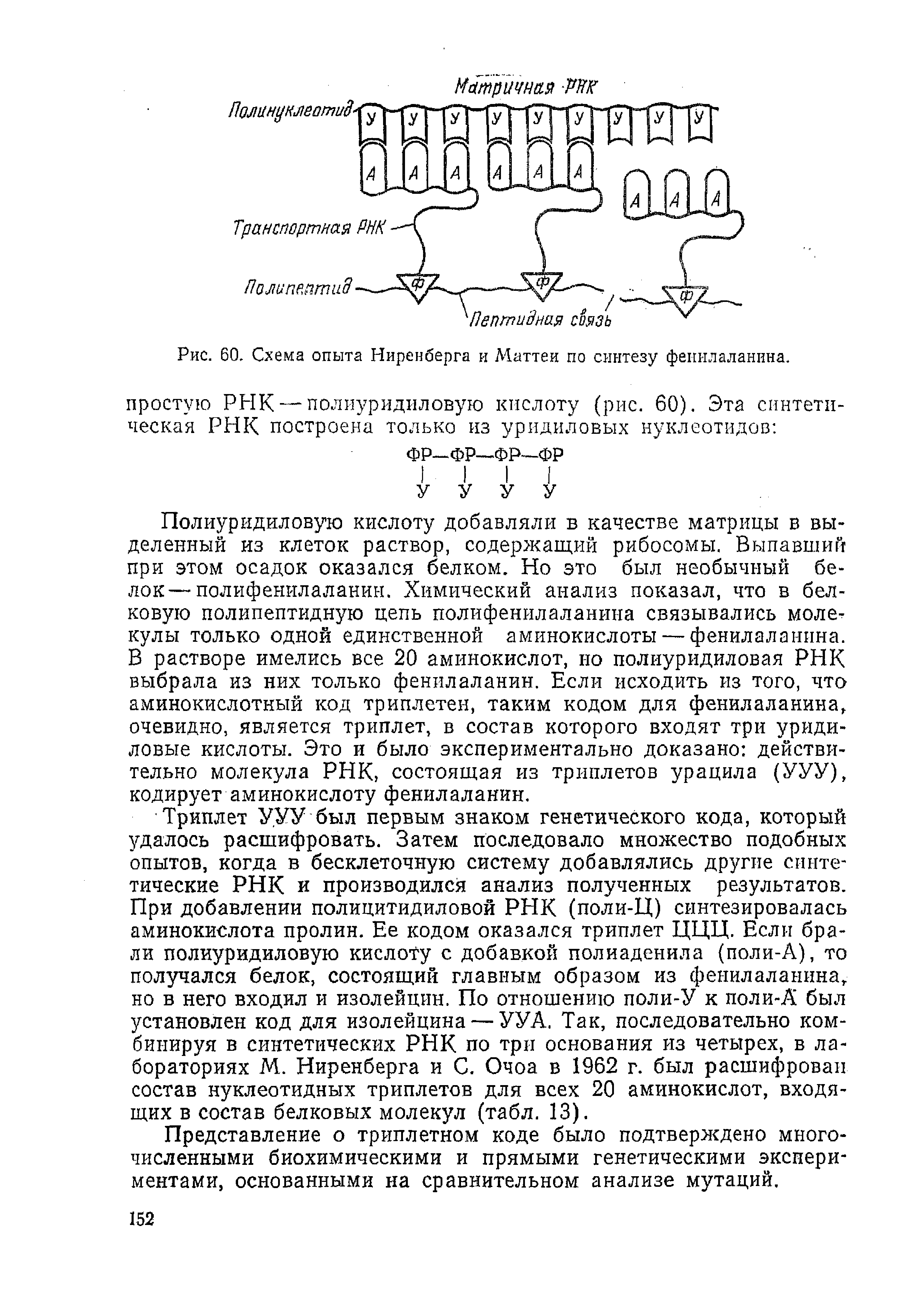 Рис. 60. Схема опыта Ниренберга и Маттеи по синтезу фенилаланина.