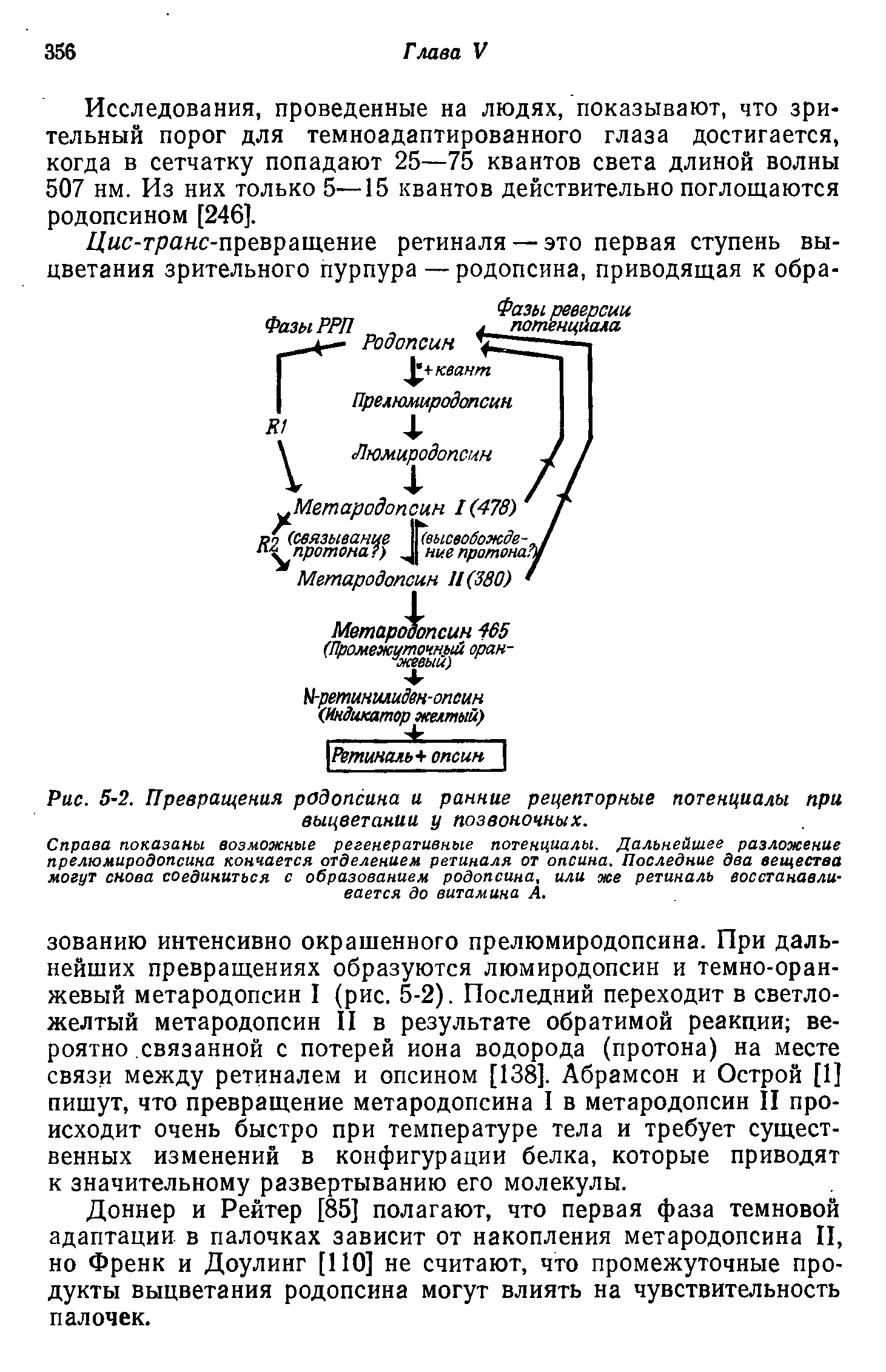 Рис. 5-2. Превращения родопсина и ранние рецепторные потенциалы при выцветании у позвоночных.